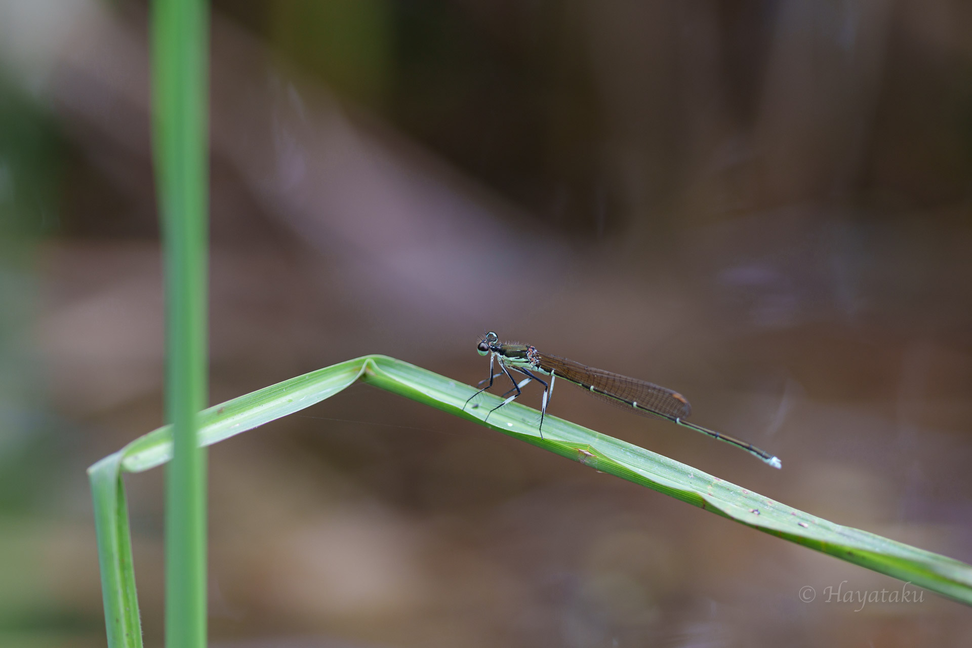 オオモノサシトンボ