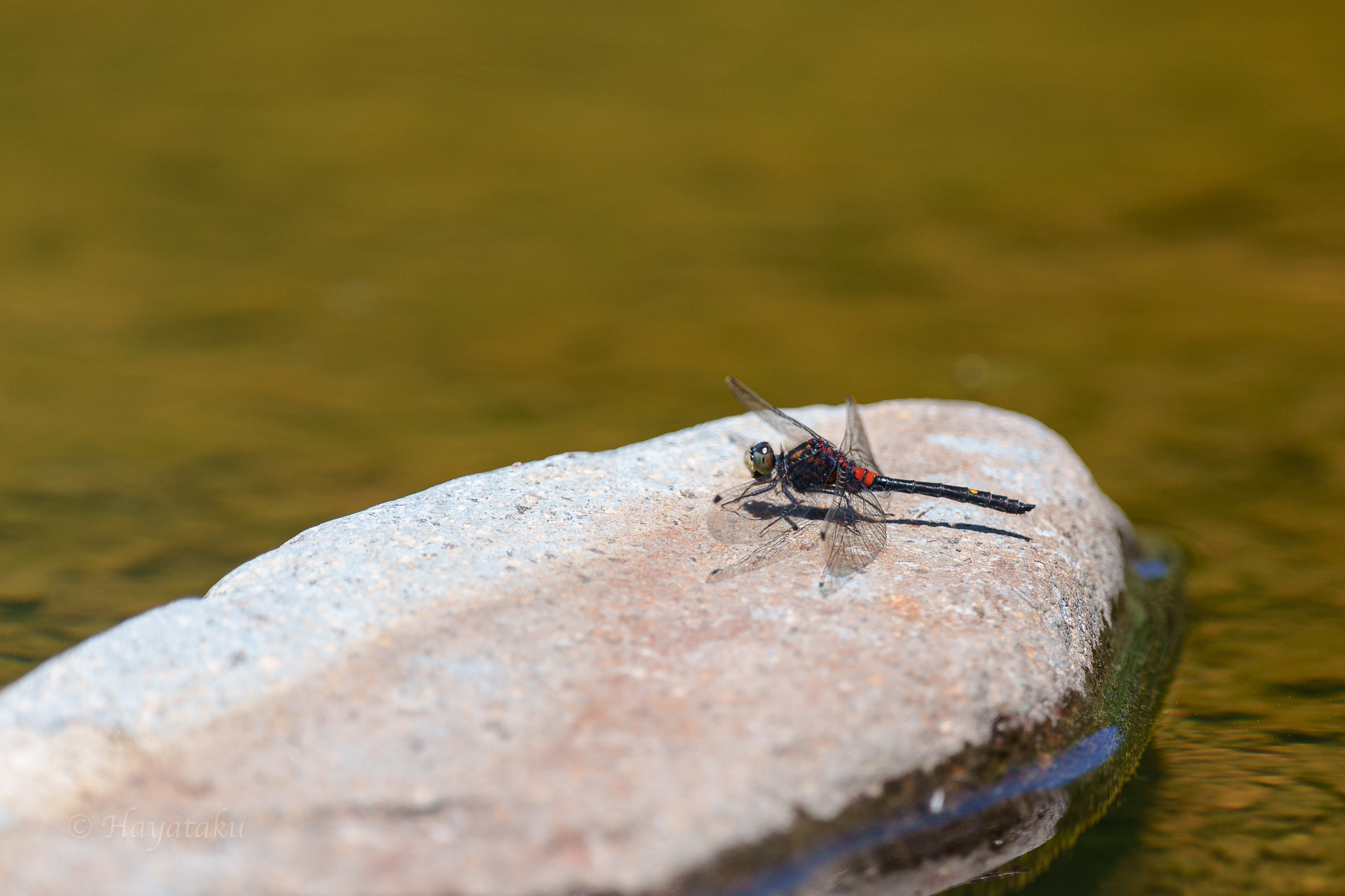 カオジロトンボ