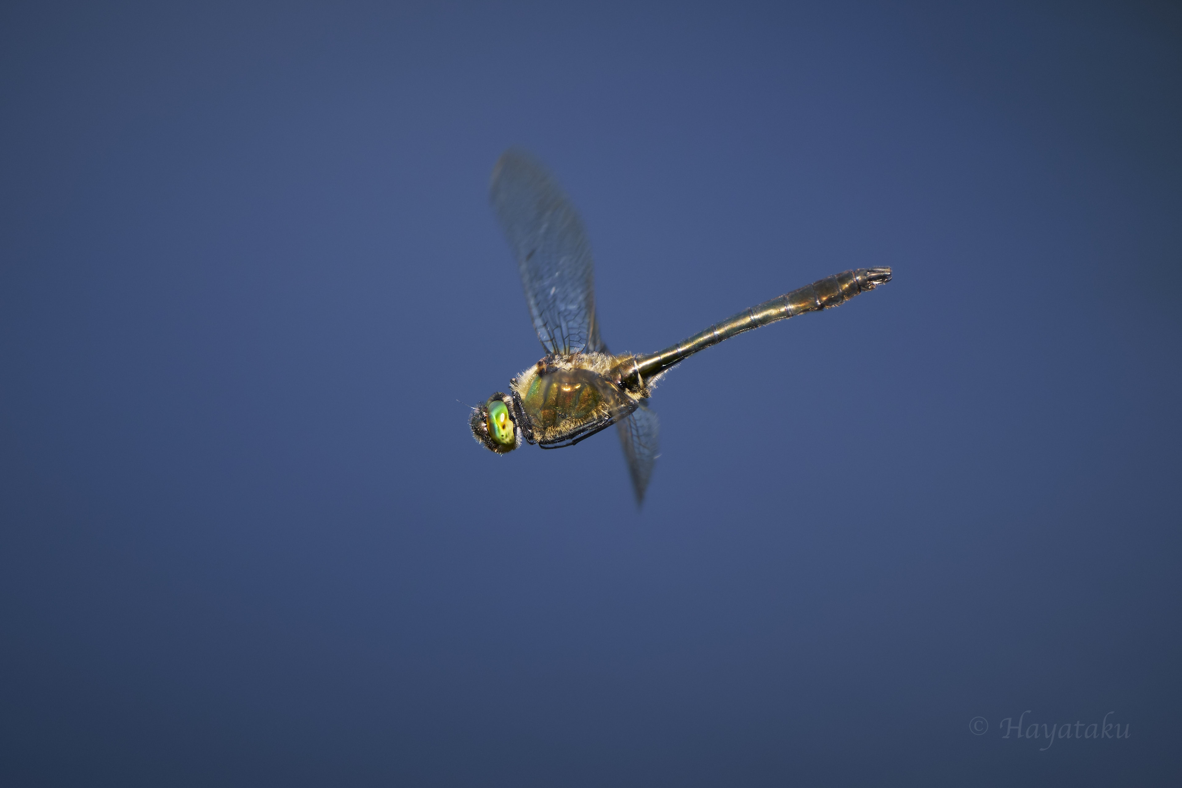 カラカネトンボ