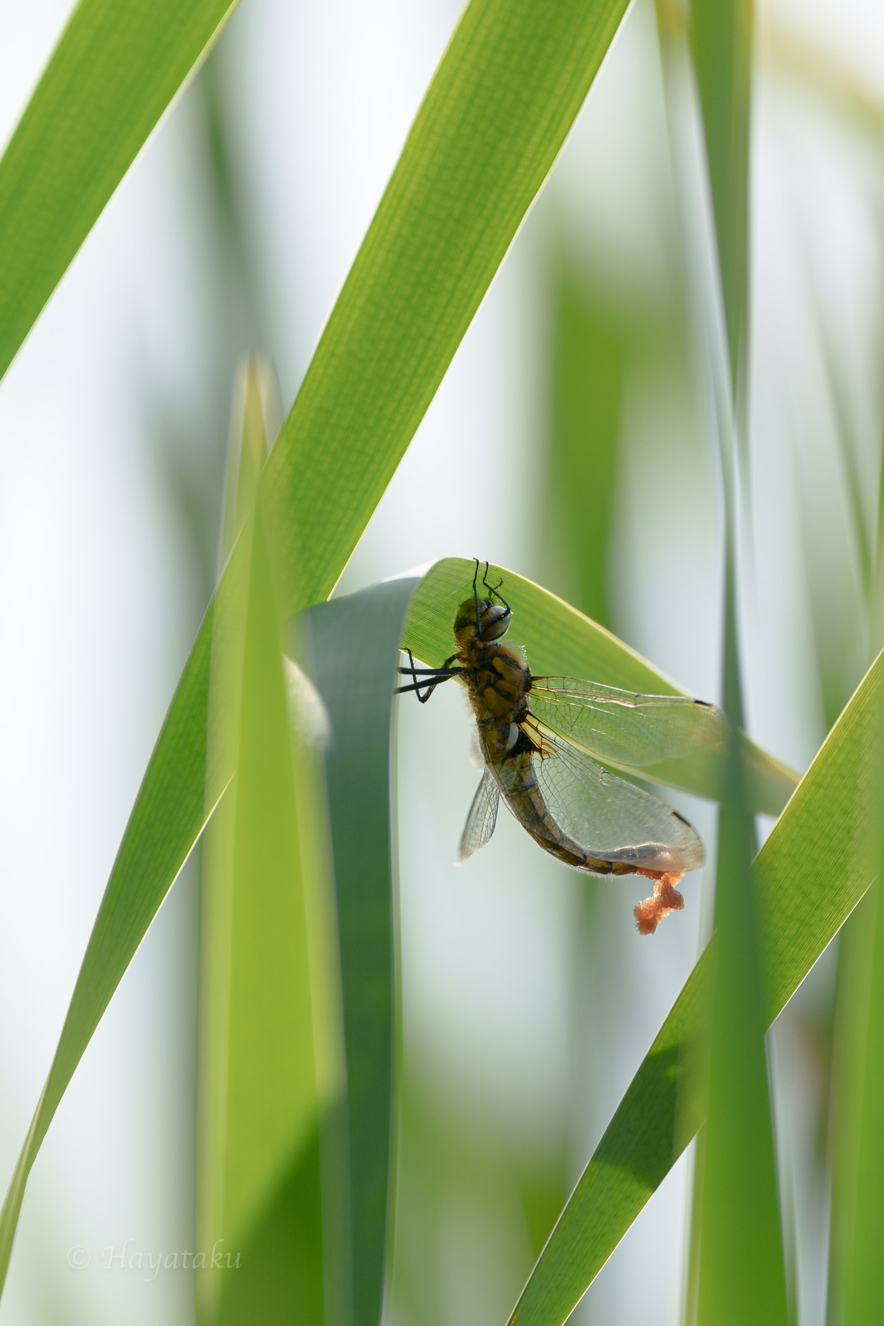 オオトラフトンボ