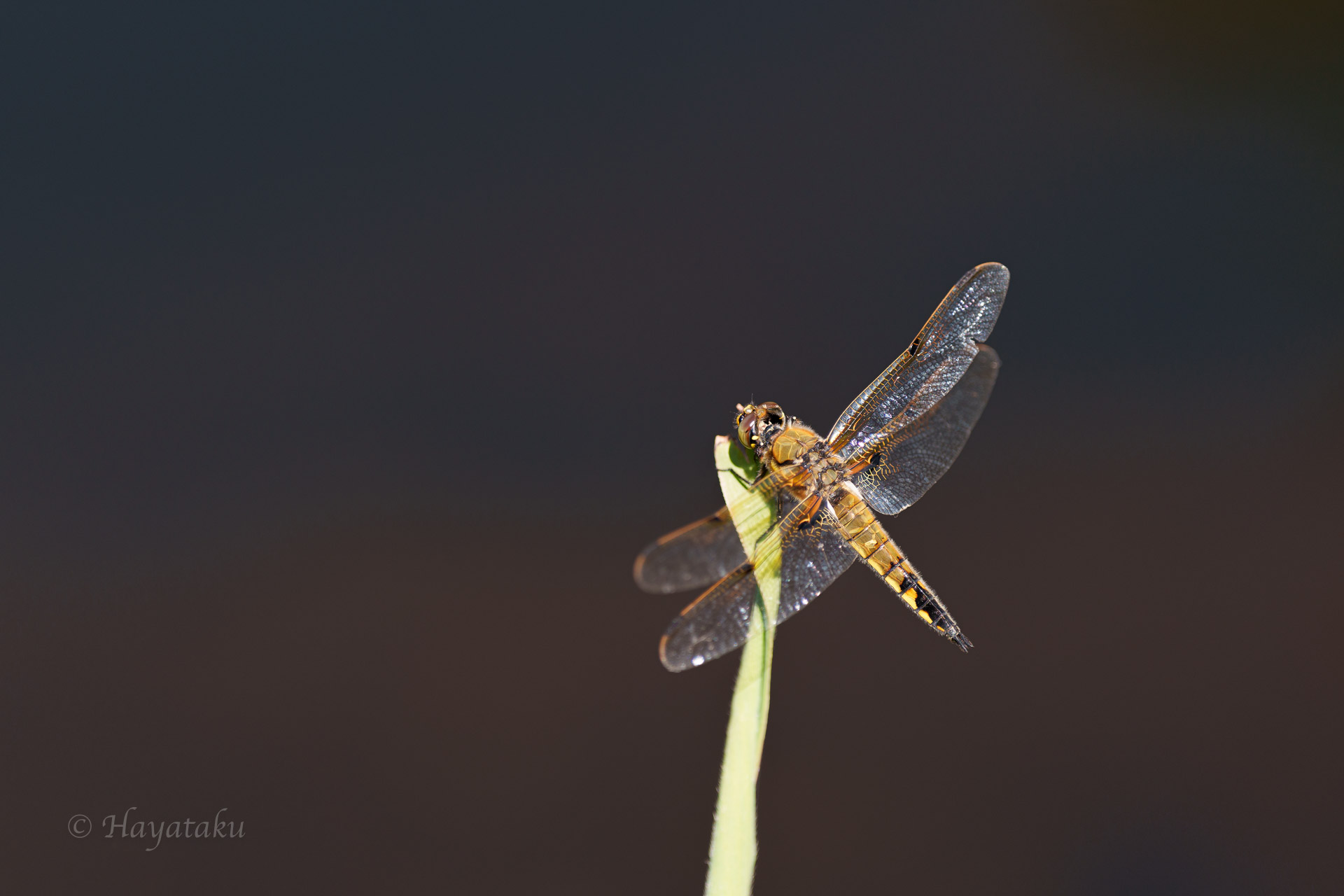 ヨツボシトンボ