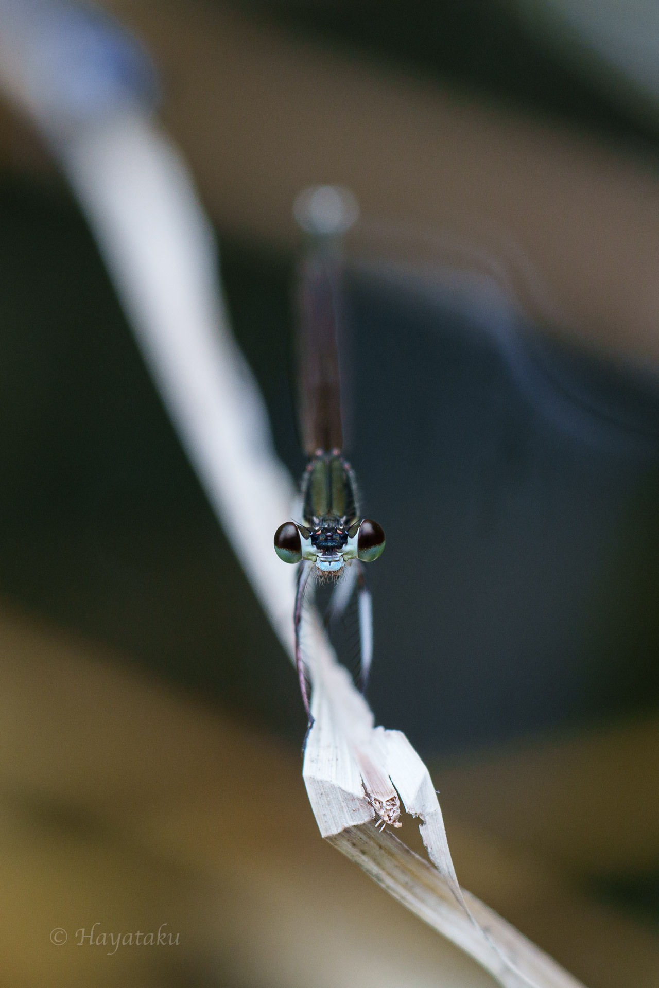 オオモノサシトンボ