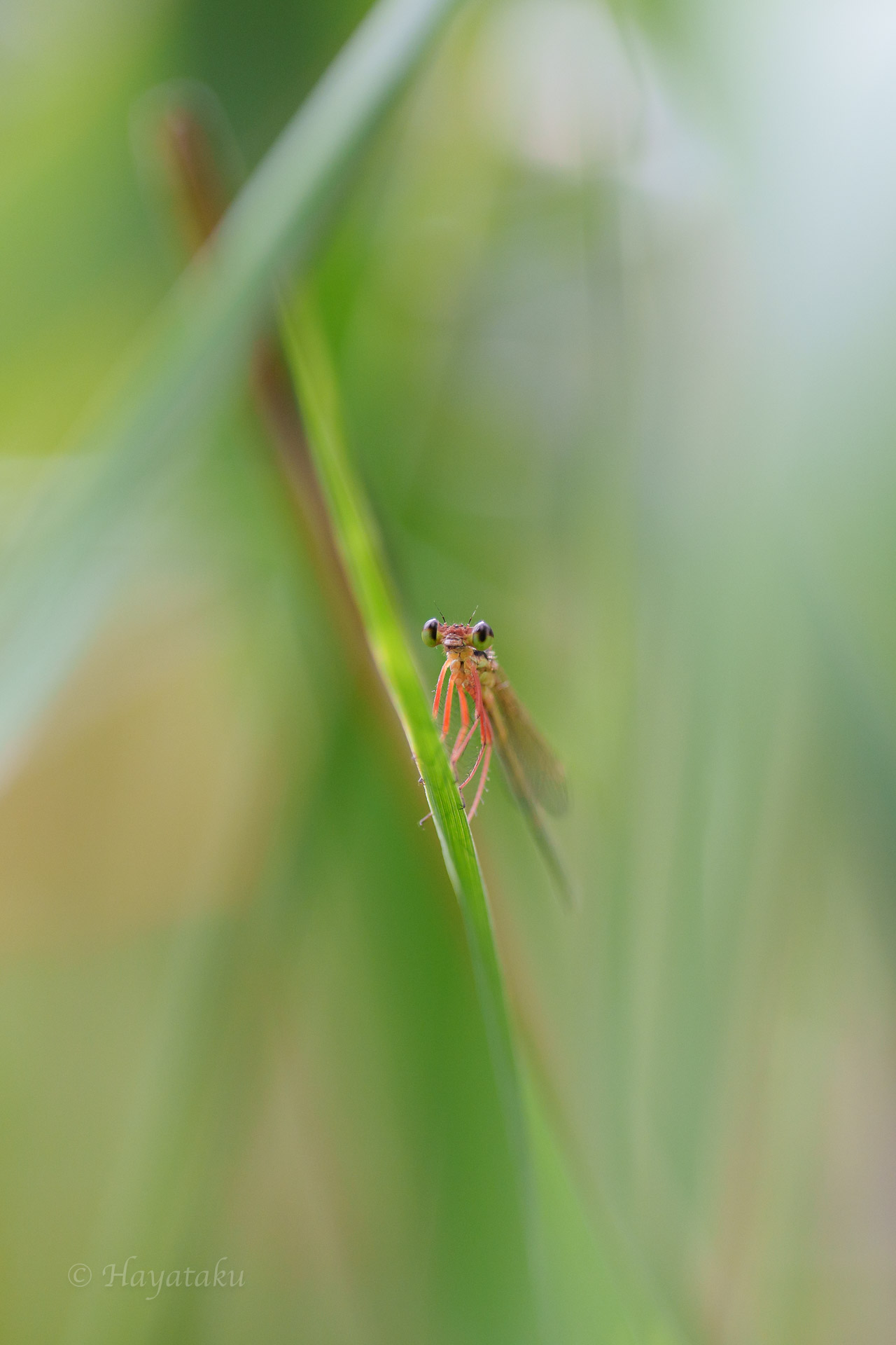 オオモノサシトンボ