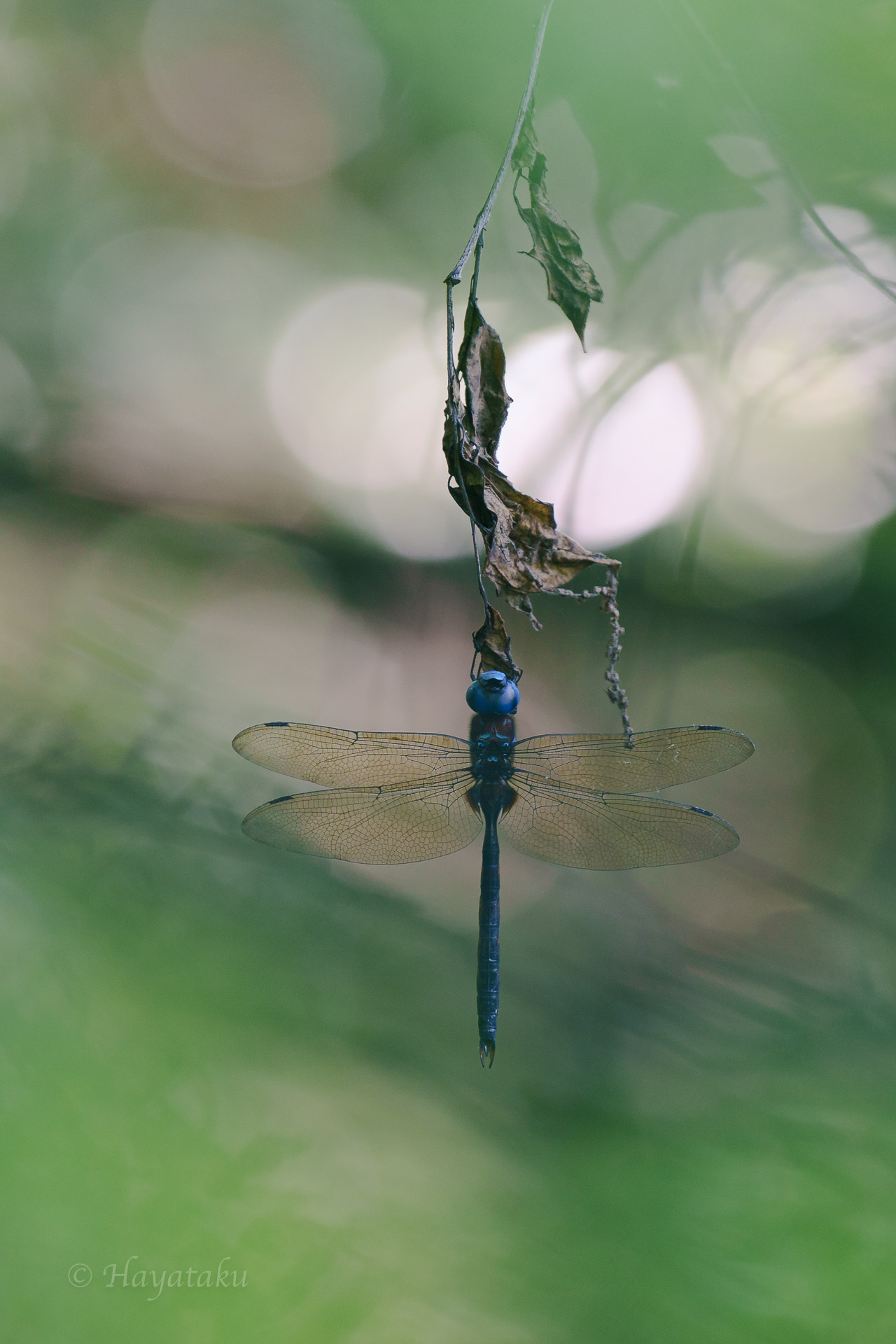 マルタンヤンマ