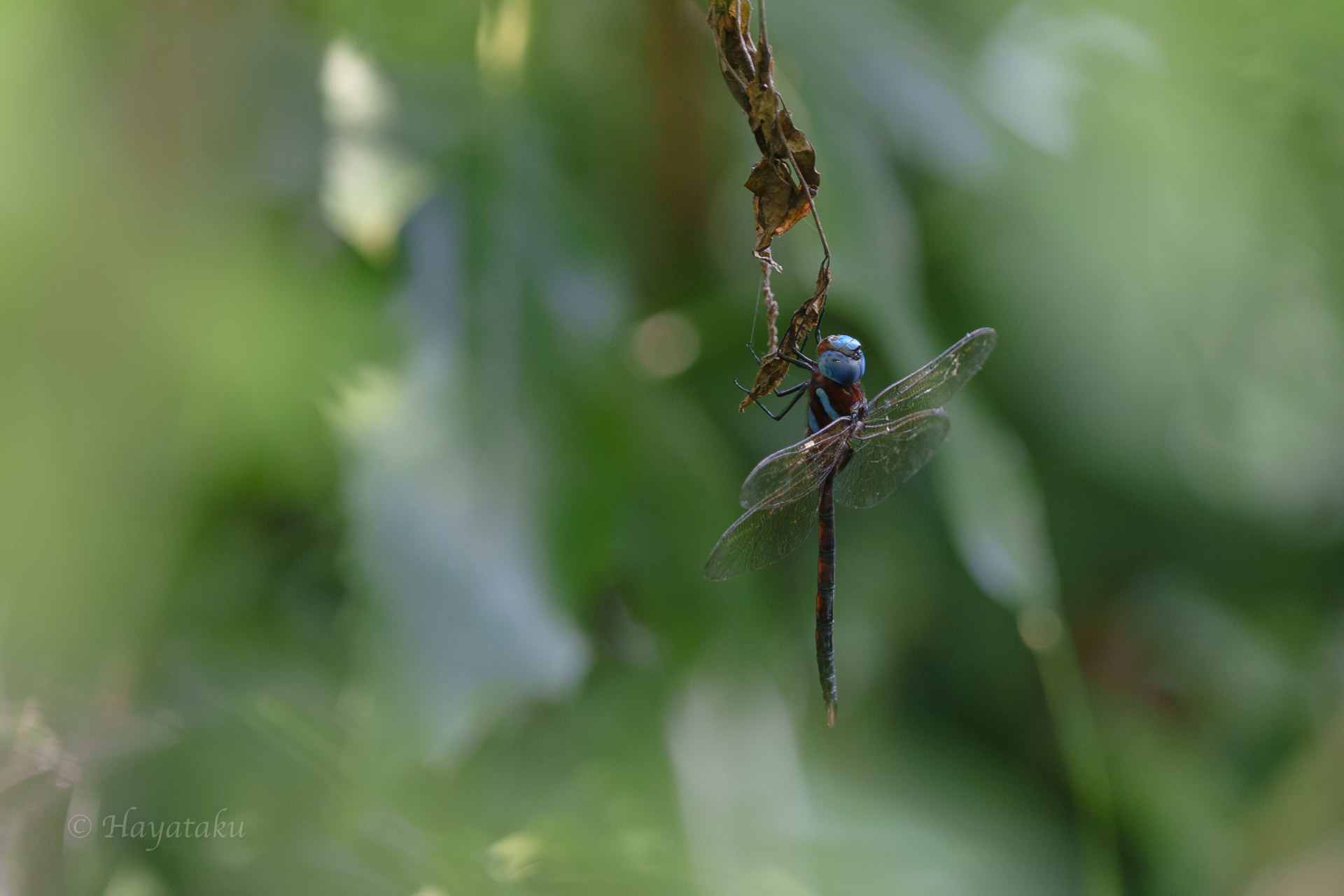 マルタンヤンマ