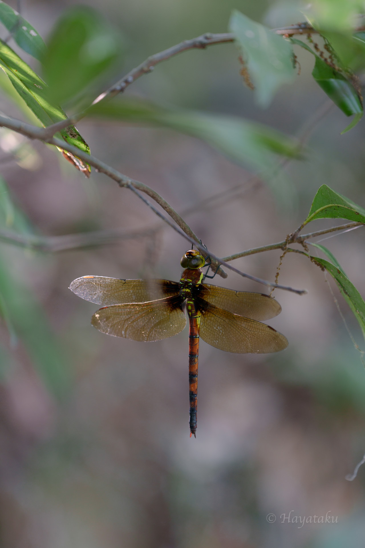 マルタンヤンマ