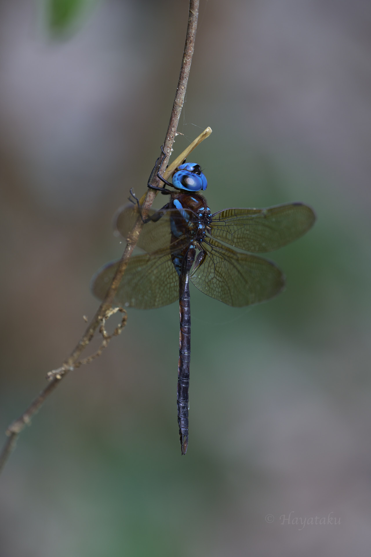マルタンヤンマ