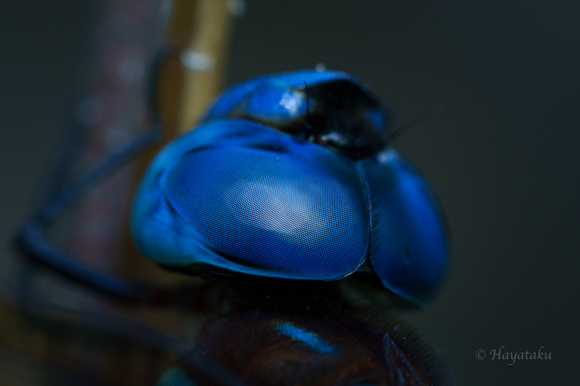 マルタンヤンマ