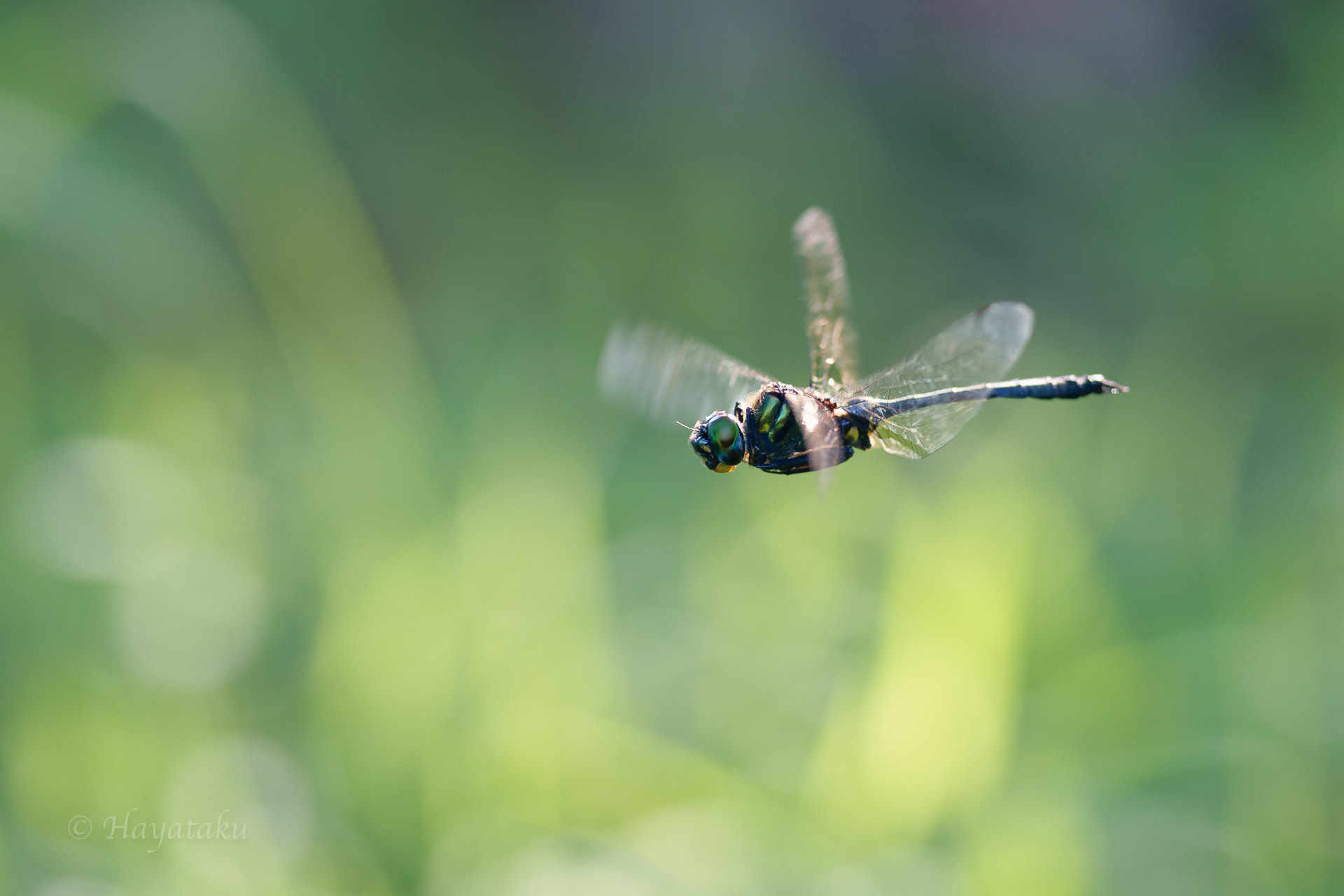 ハネビロエゾトンボ