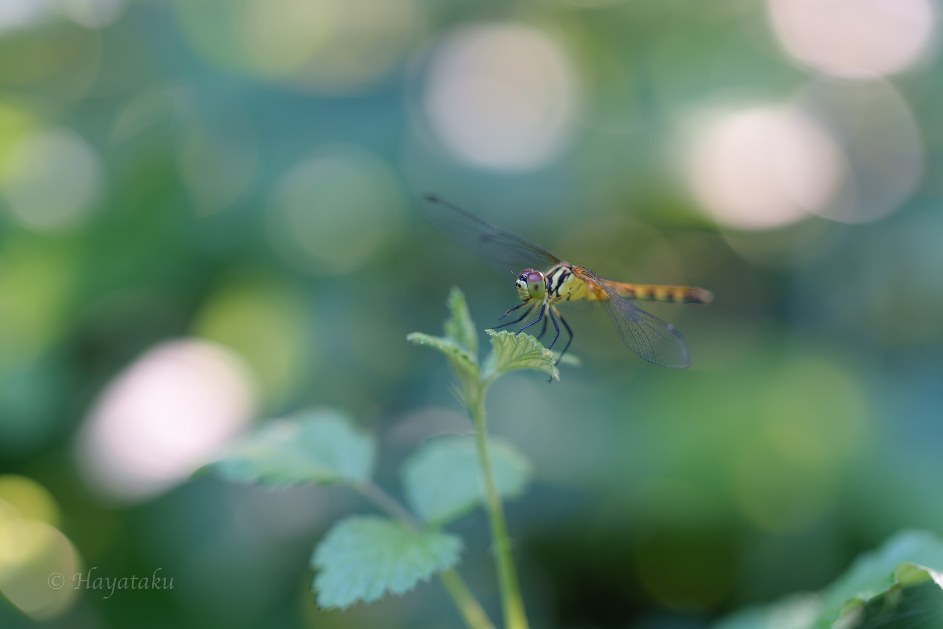 マユタテアカネ