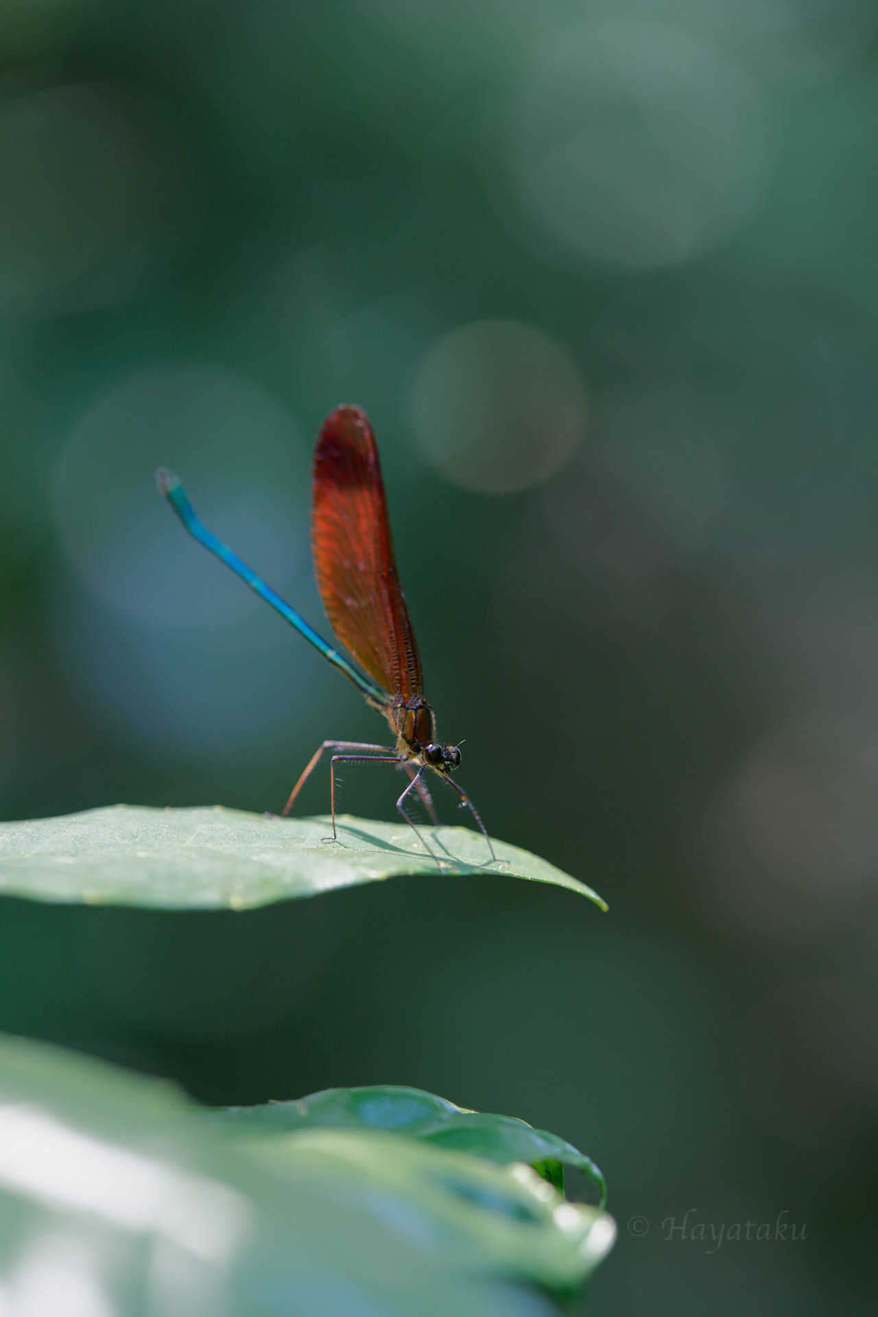 ミヤマカワトンボ