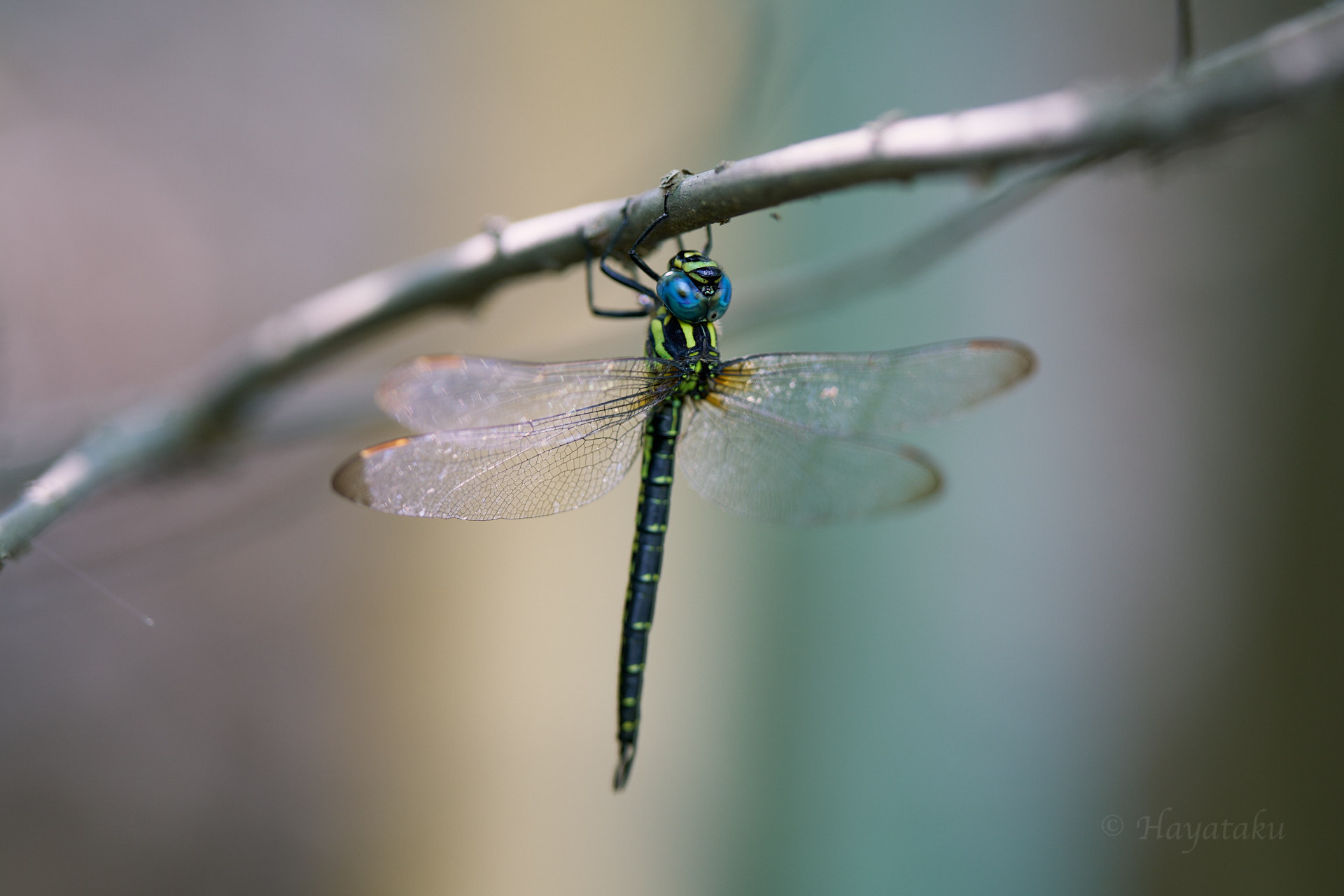 ネアカヨシヤンマ