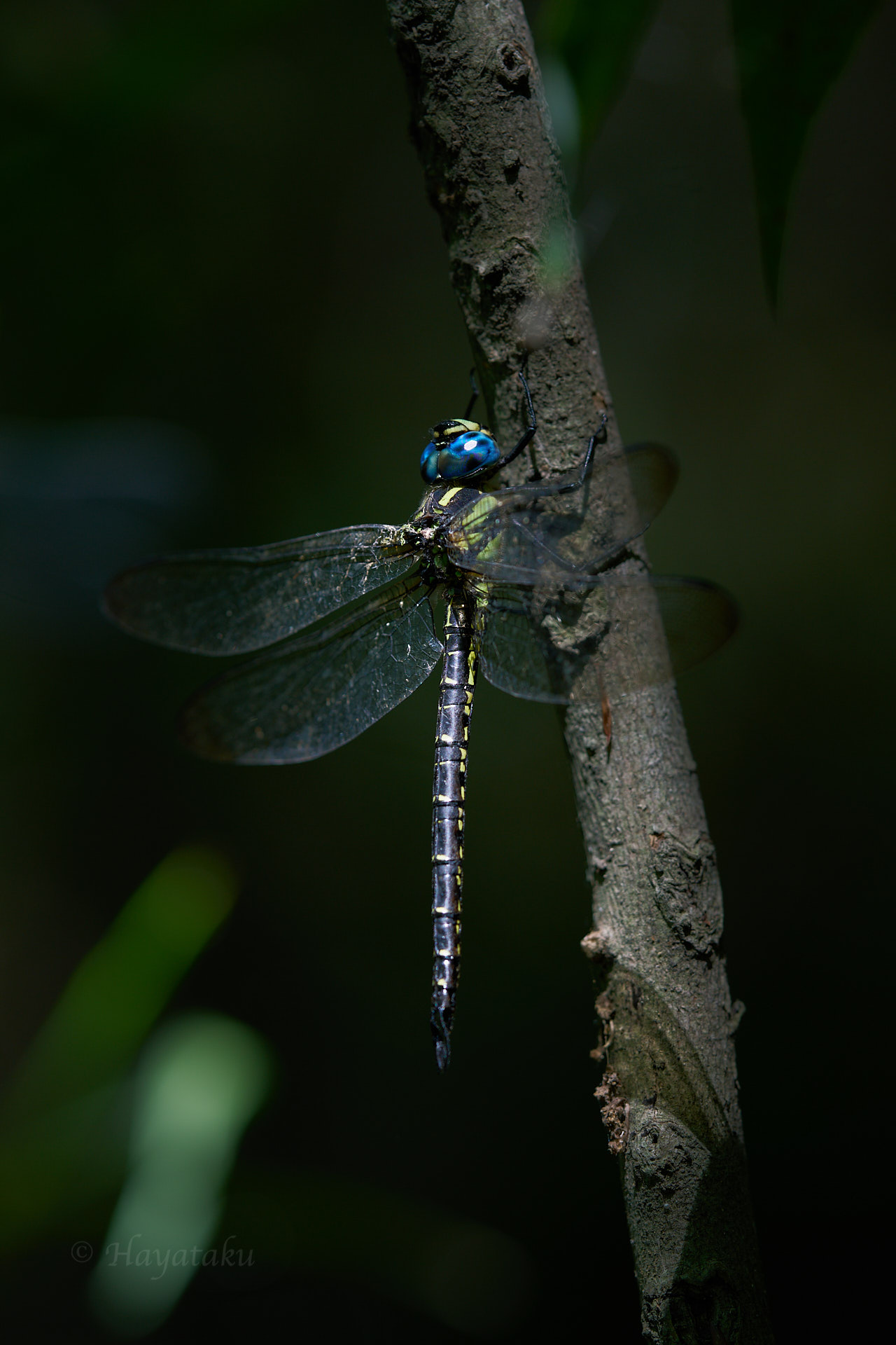 ネアカヨシヤンマ