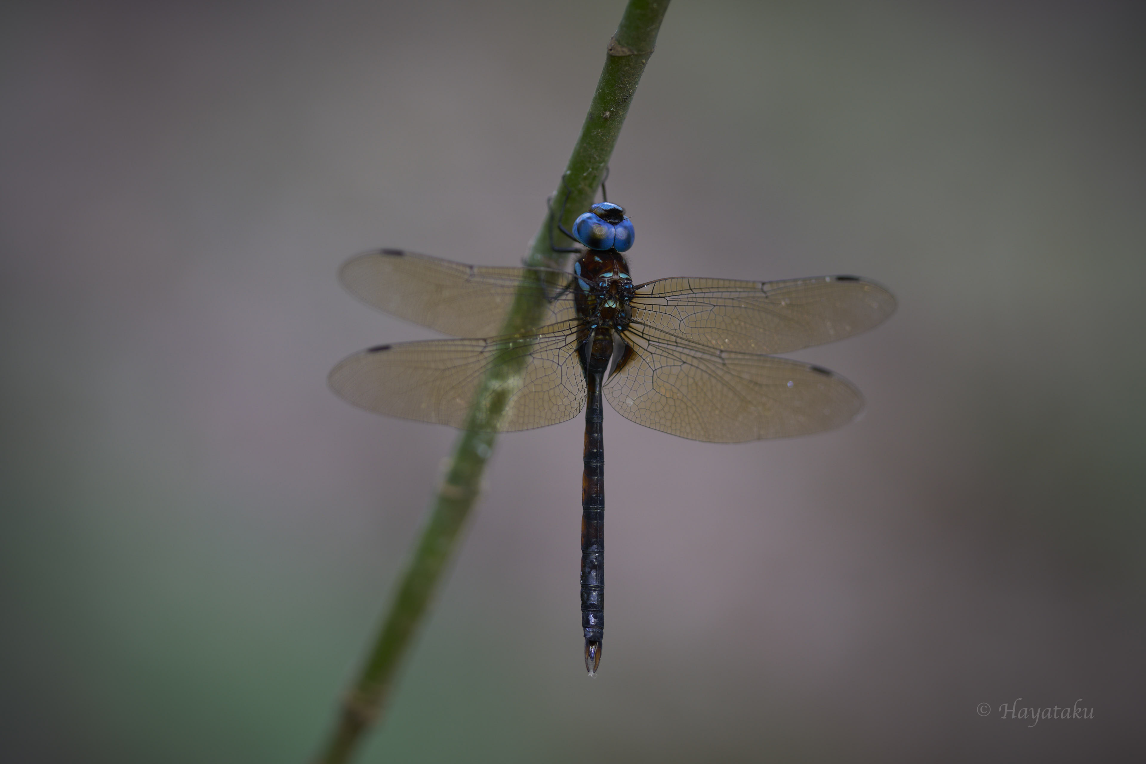 マルタンヤンマ