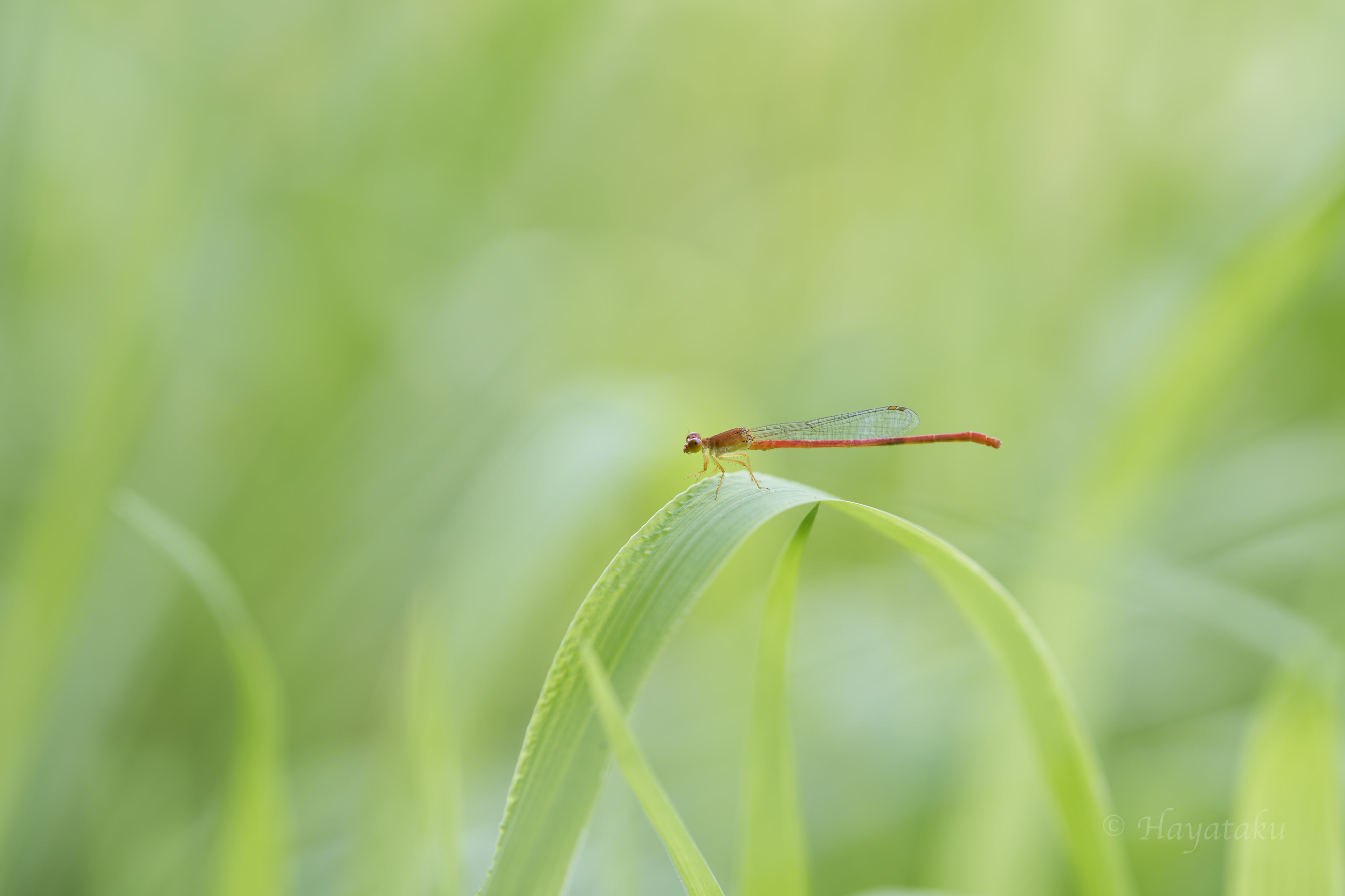 ベニイトトンボ