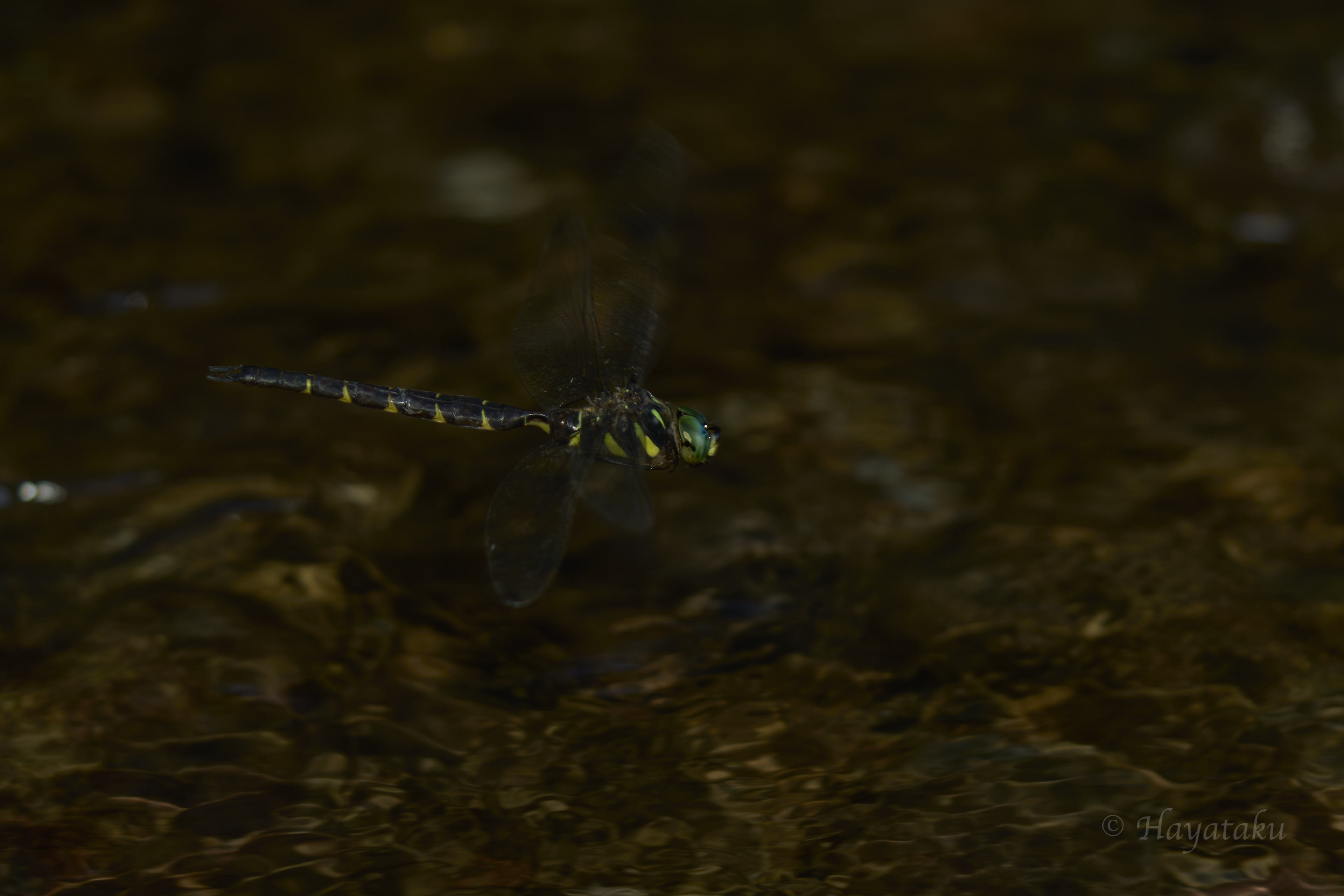 コシボソヤンマ