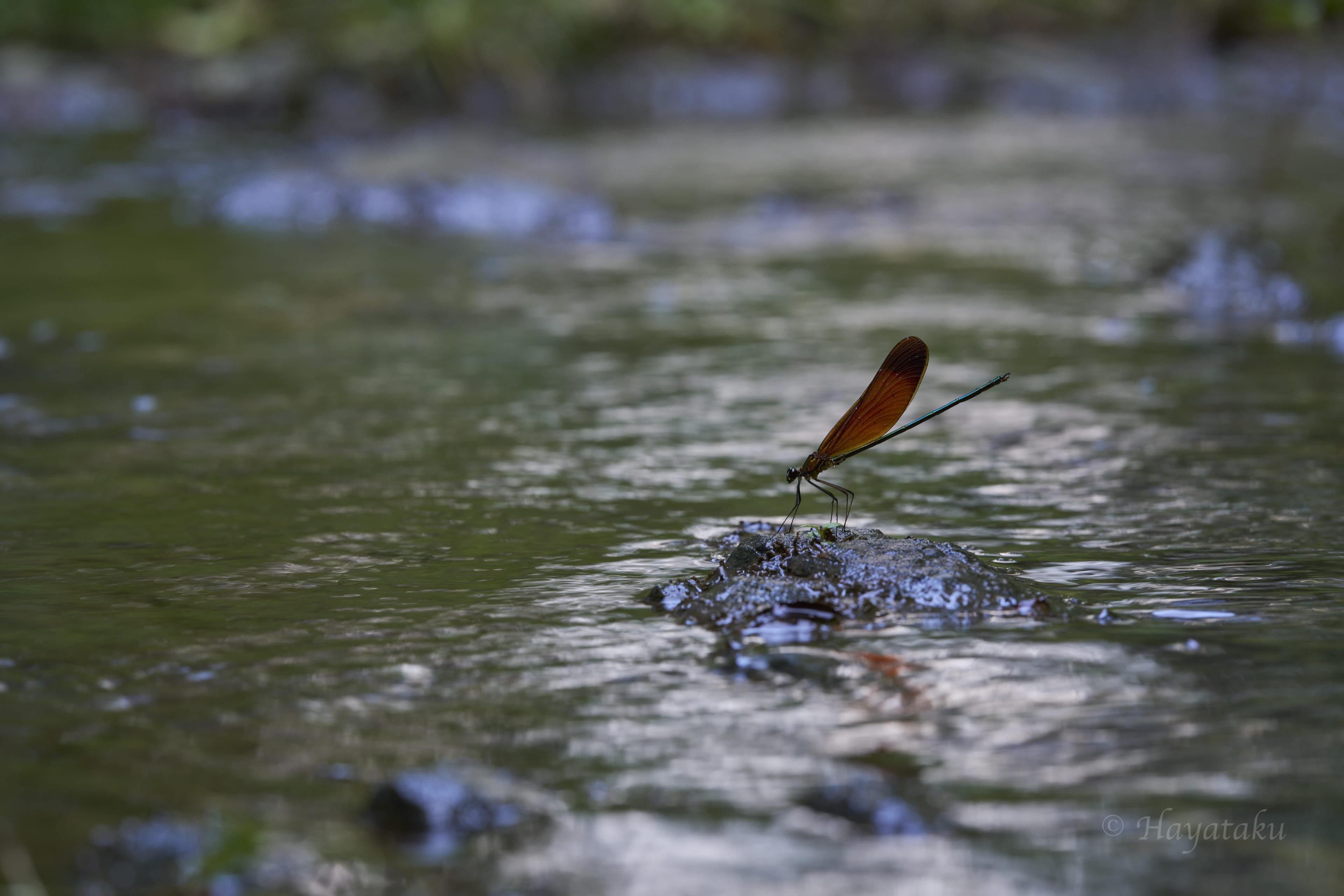 ミヤマカワトンボ