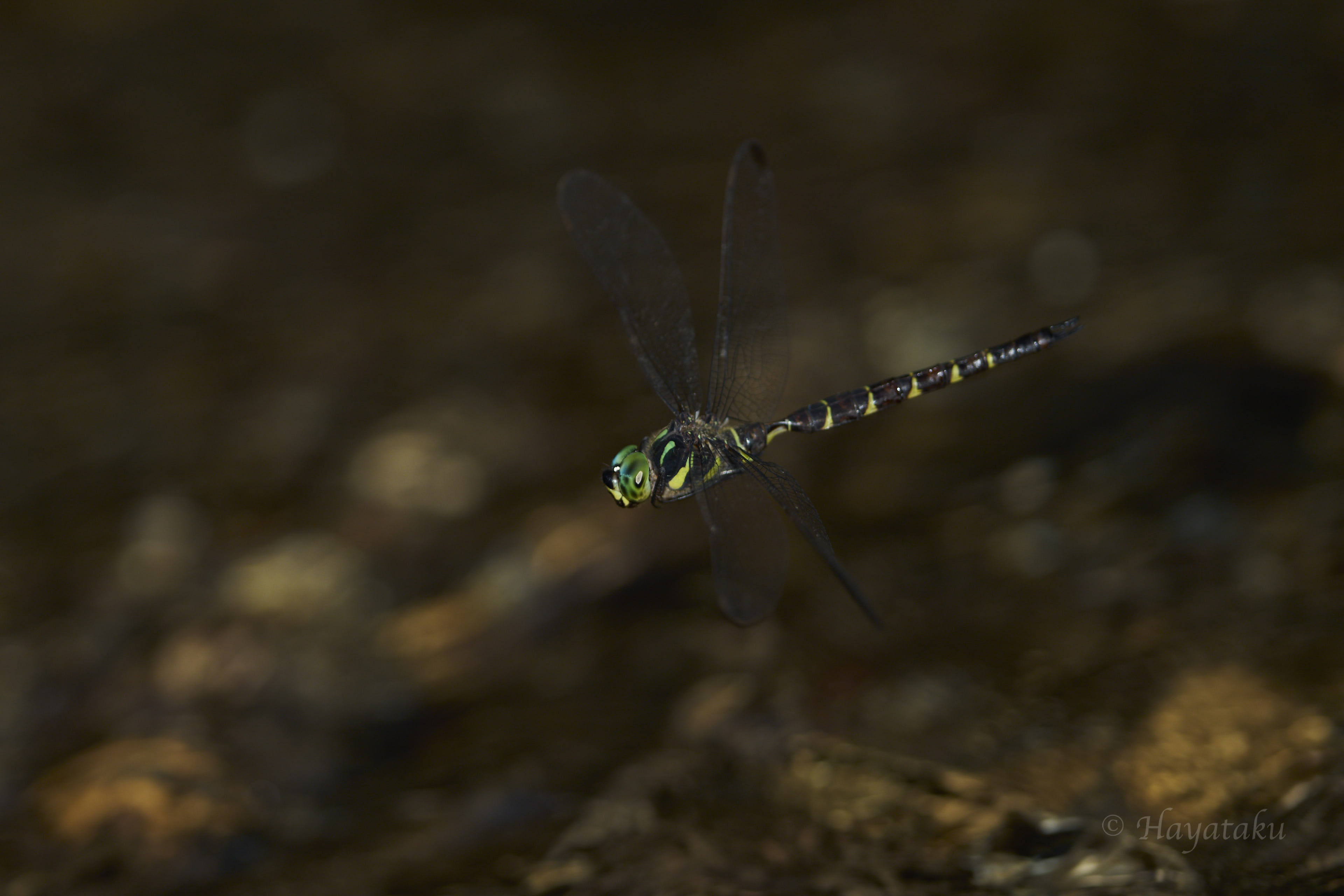 コシボソヤンマ