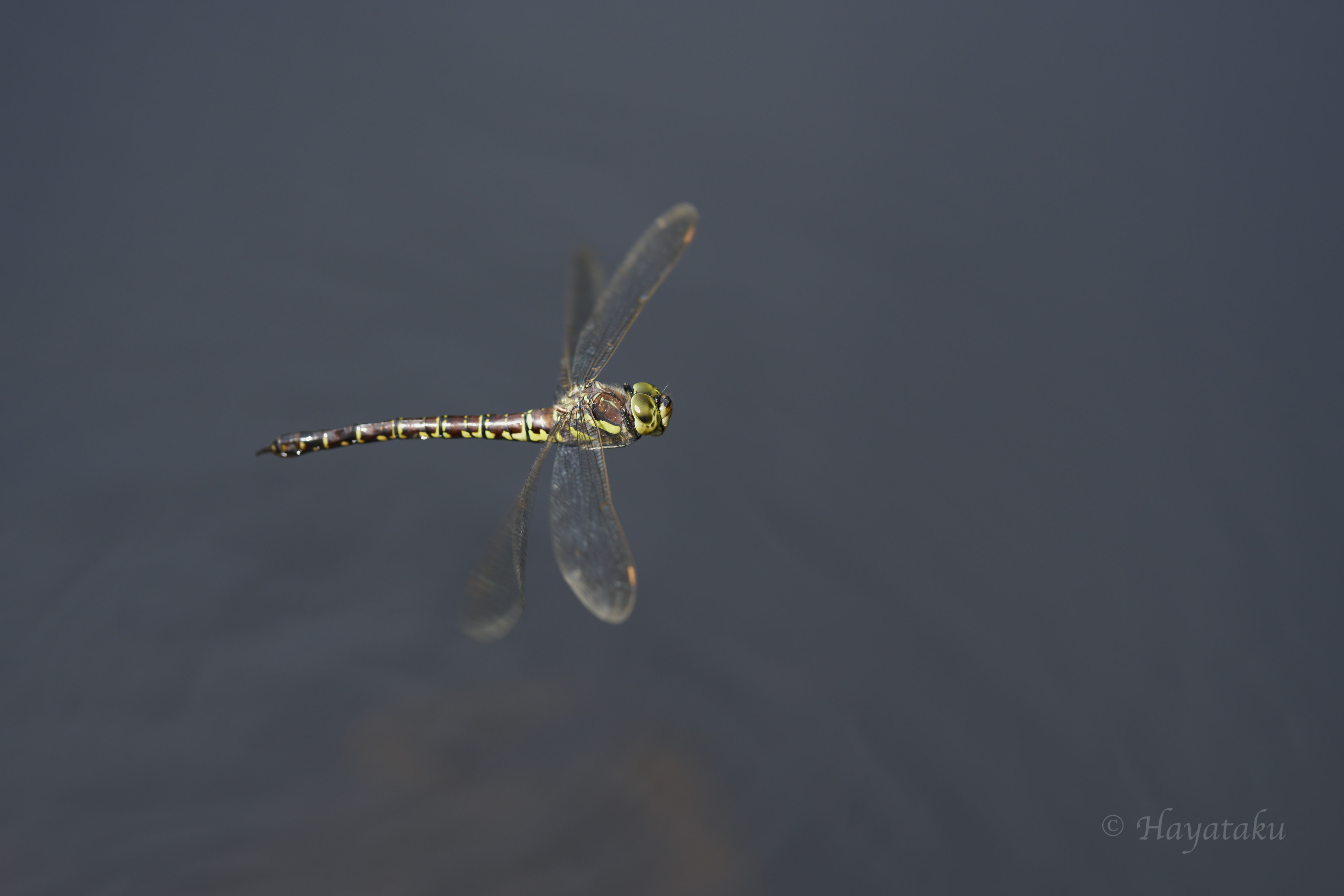 オオルリボシヤンマ