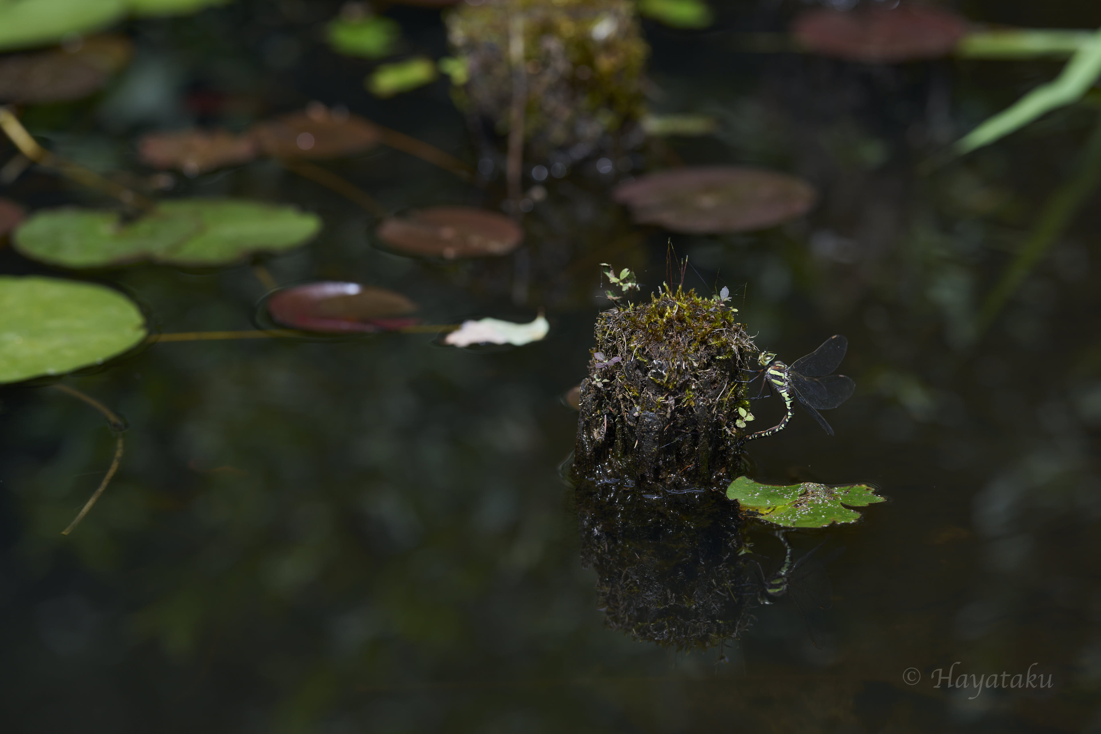 オオルリボシヤンマ