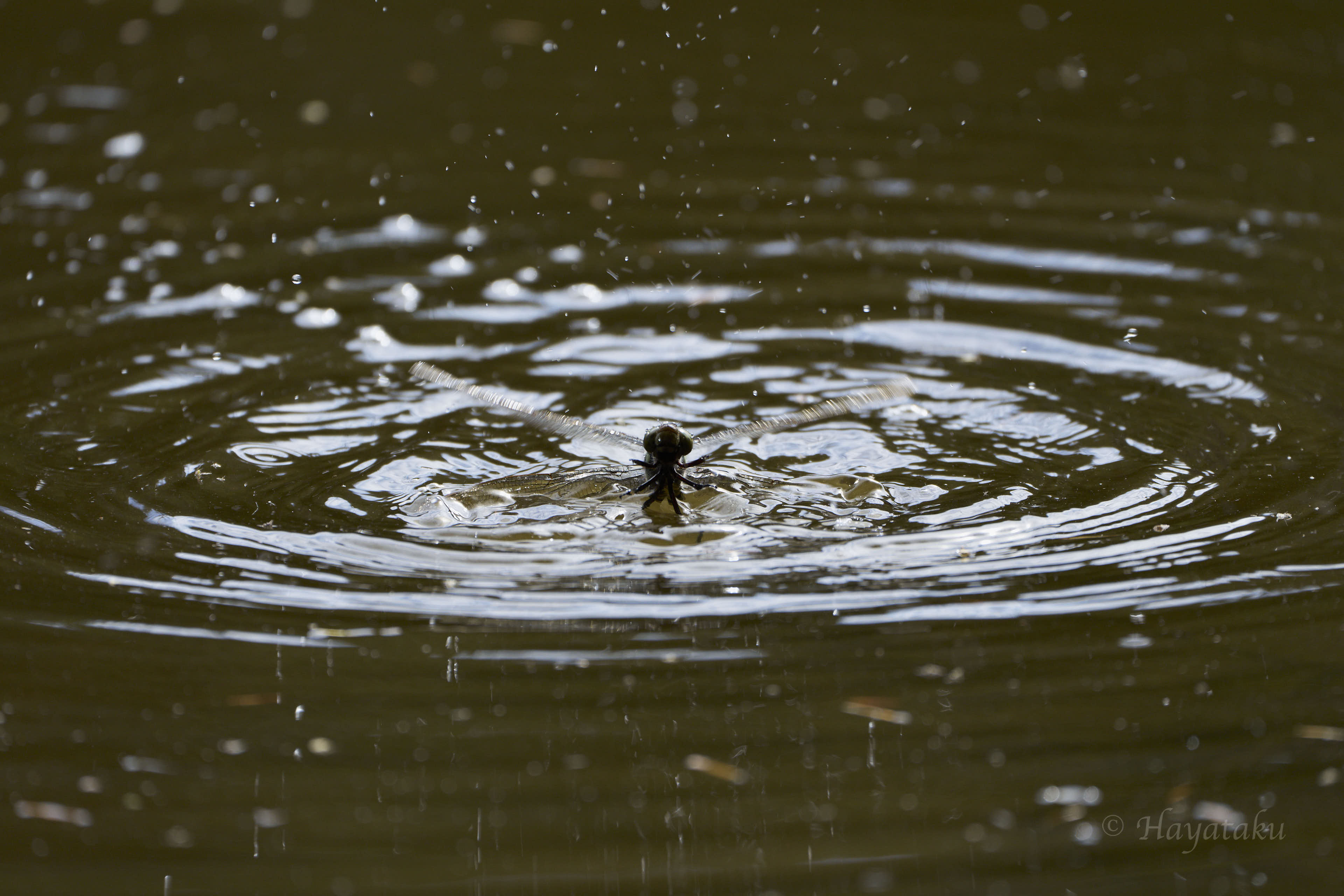 オオルリボシヤンマ