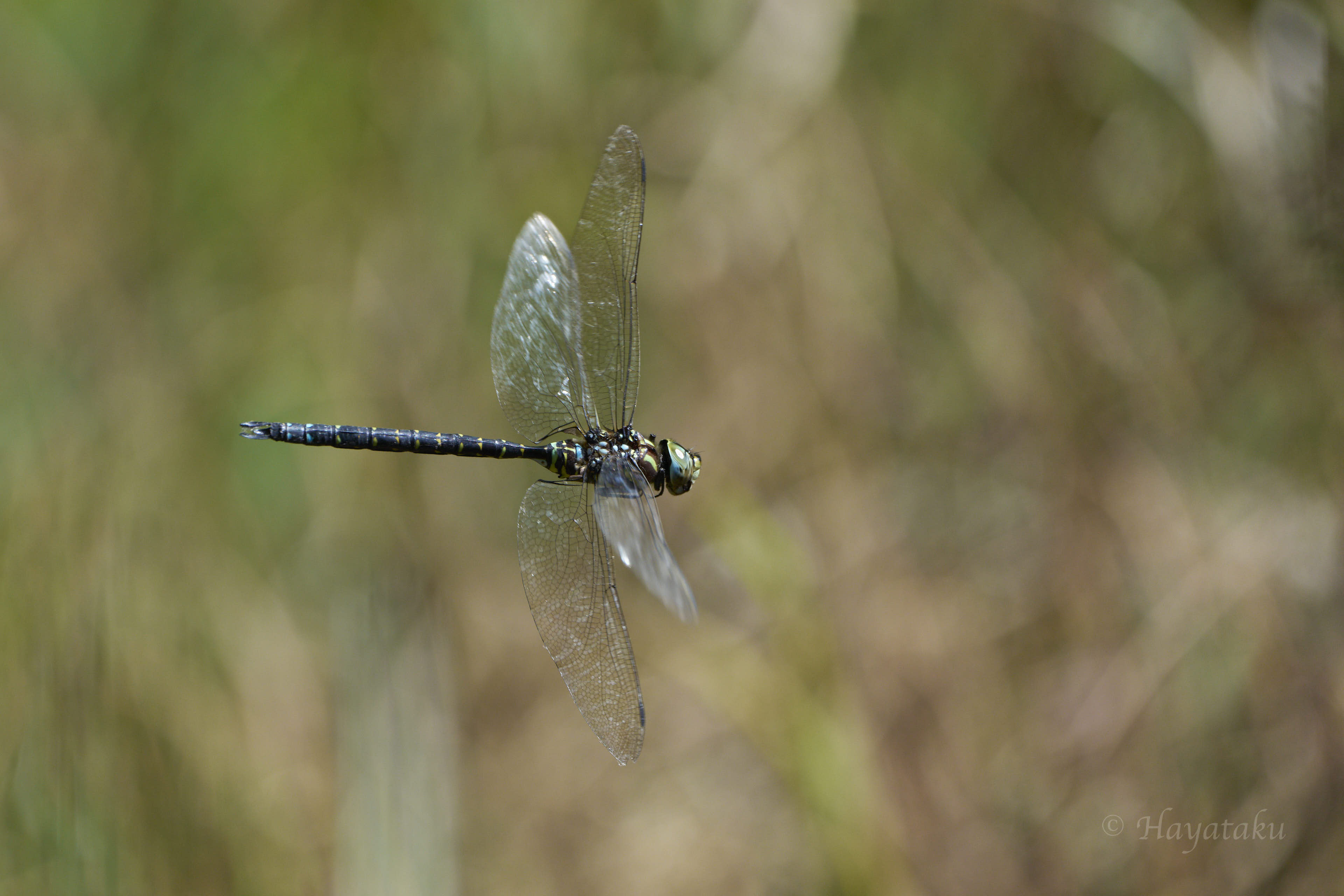 ルリボシヤンマ