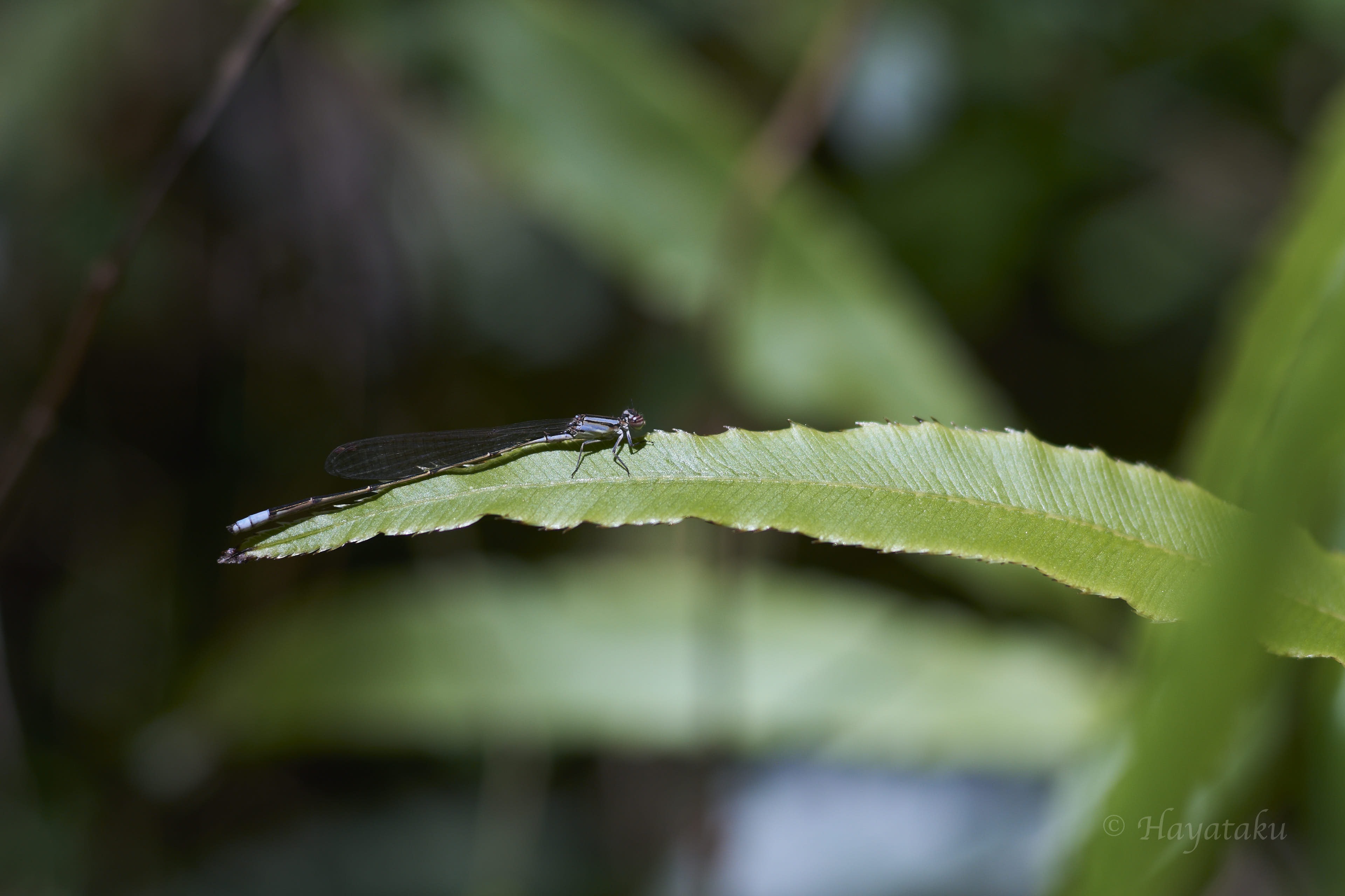 ホソミイトトンボ