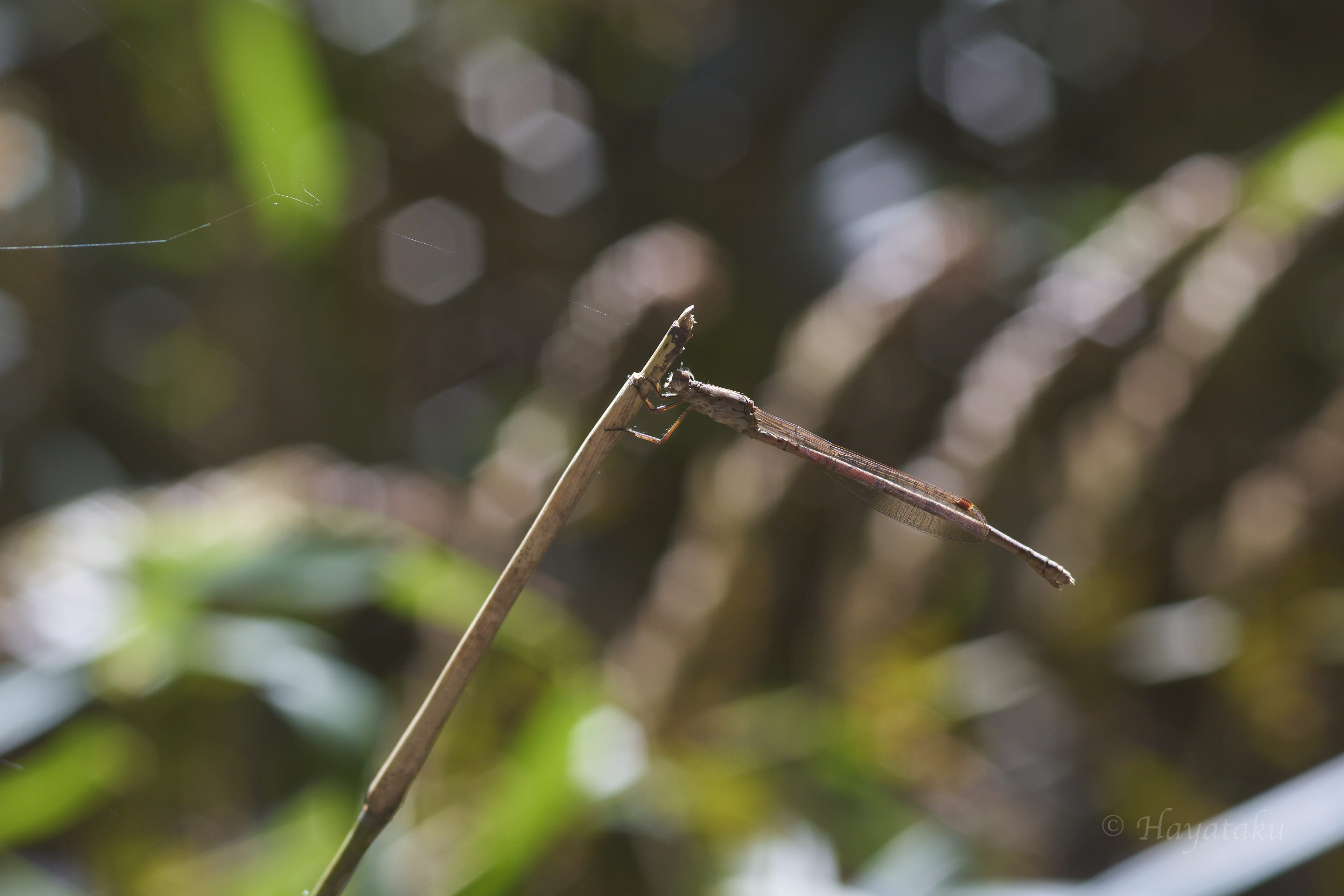 ホソミオツネントンボ