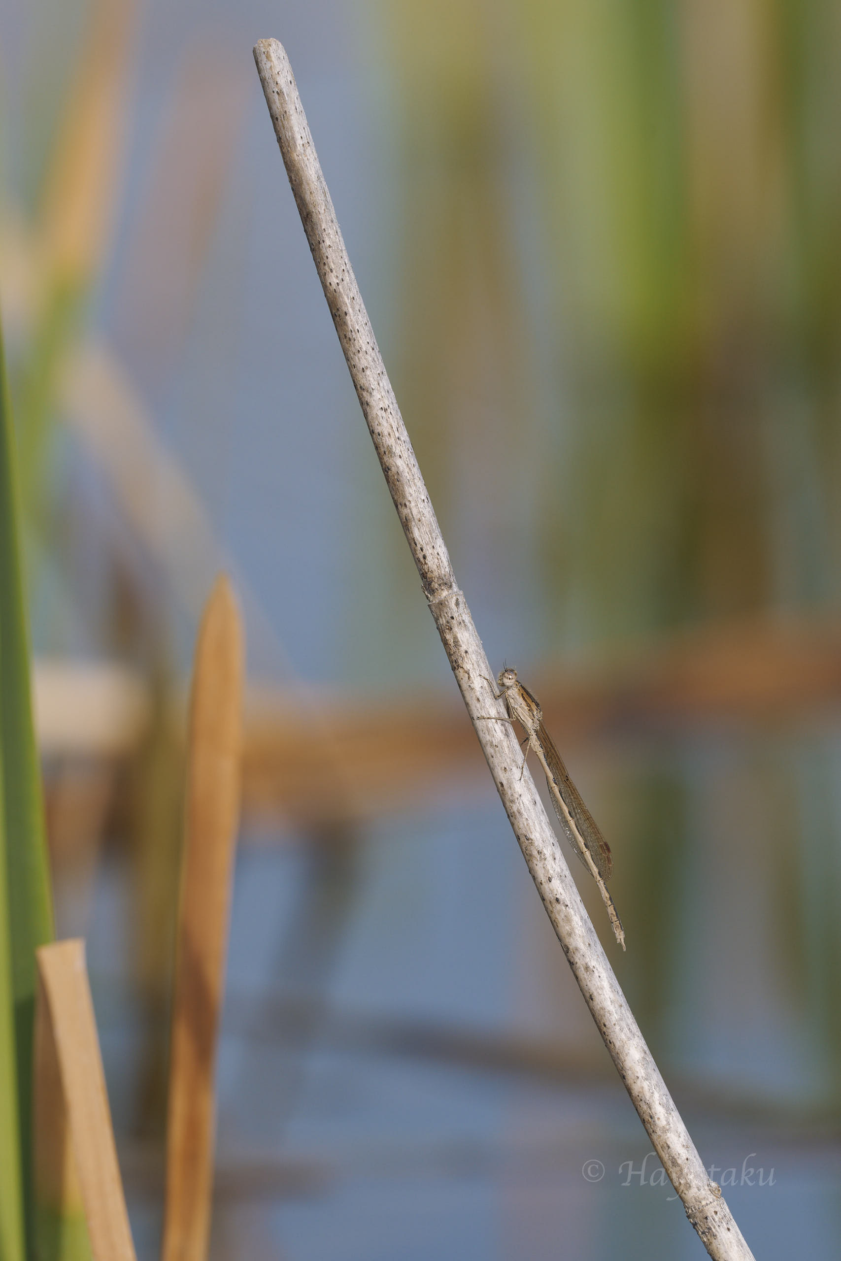 オツネントンボ