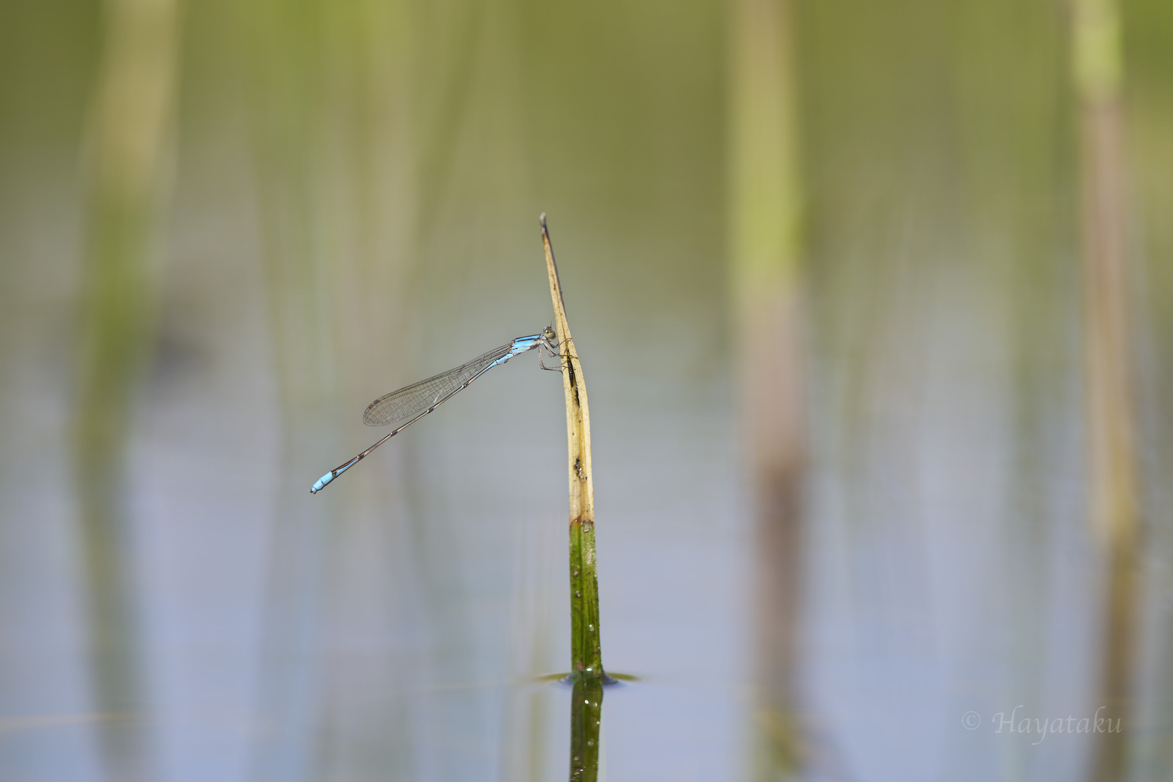 ホソミイトトンボ