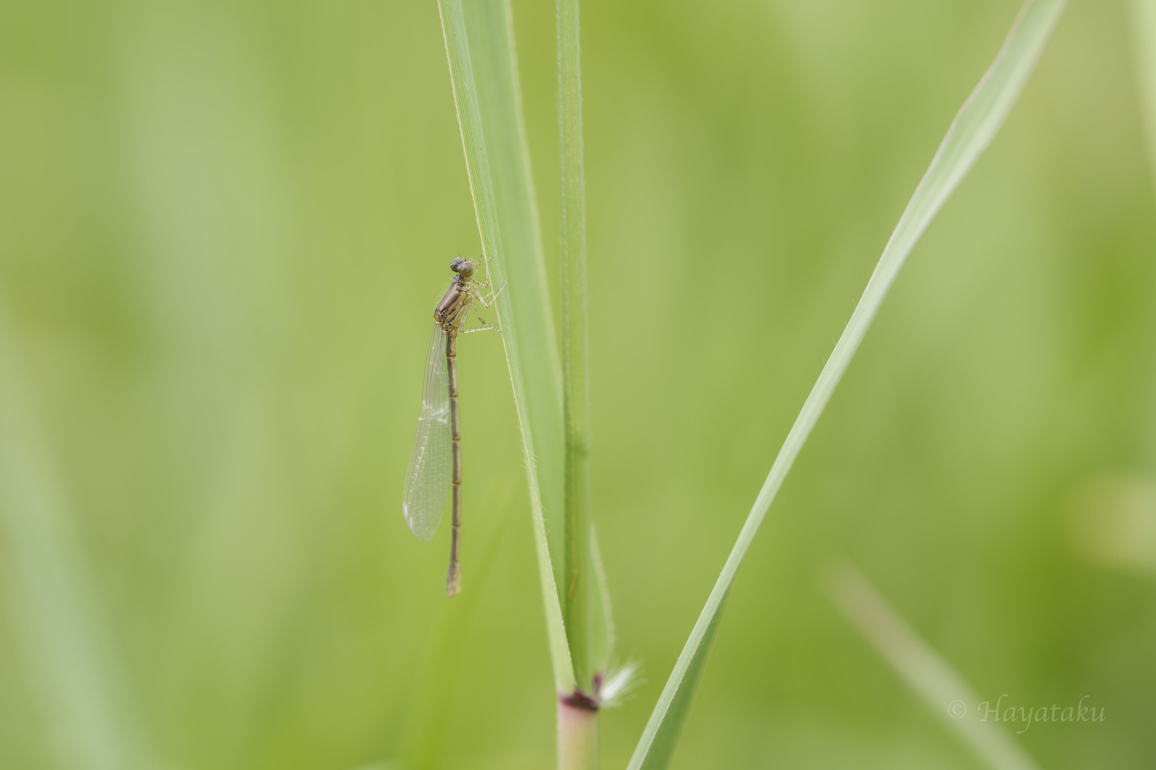 クロイトトンボ
