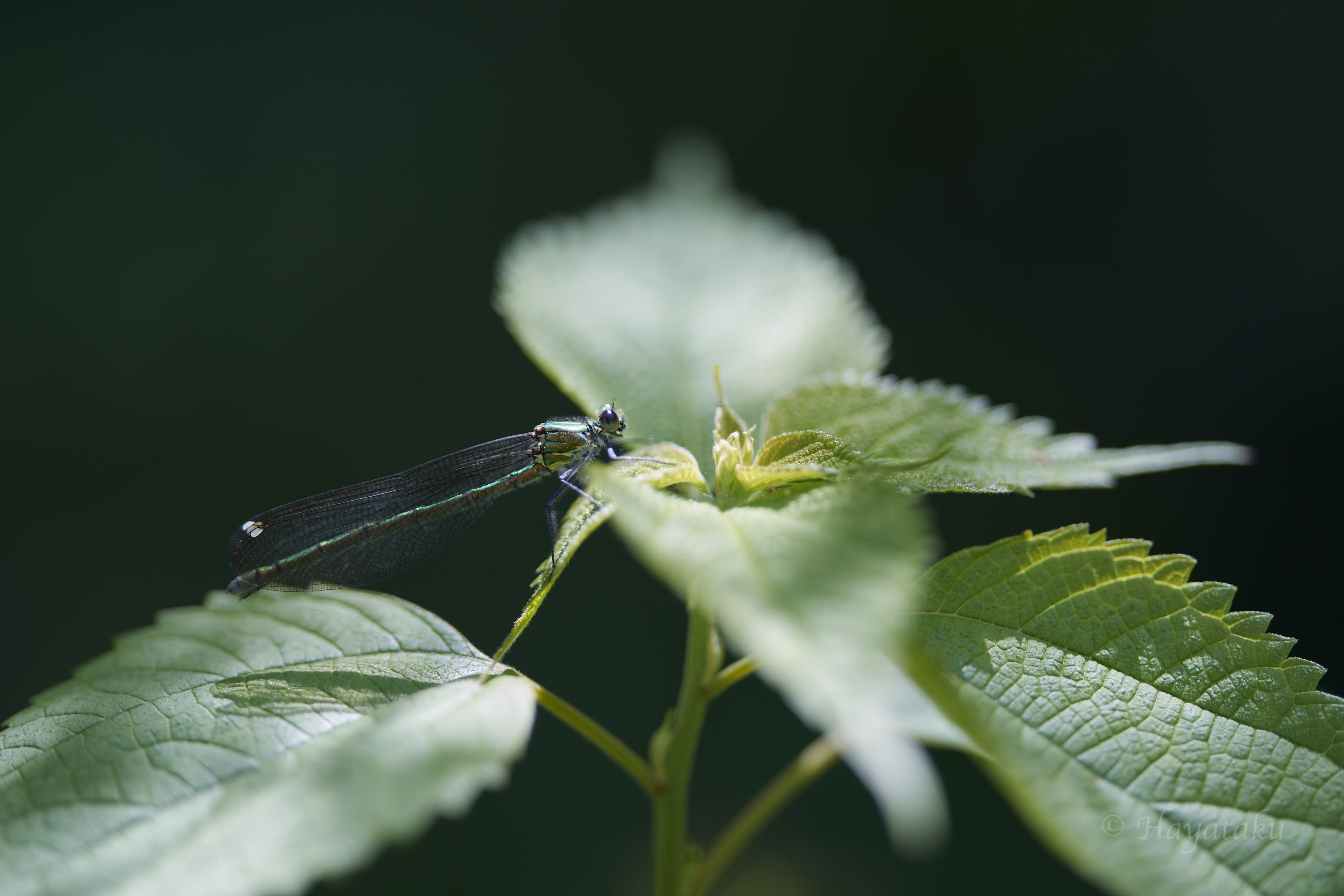 アサヒナカワトンボ