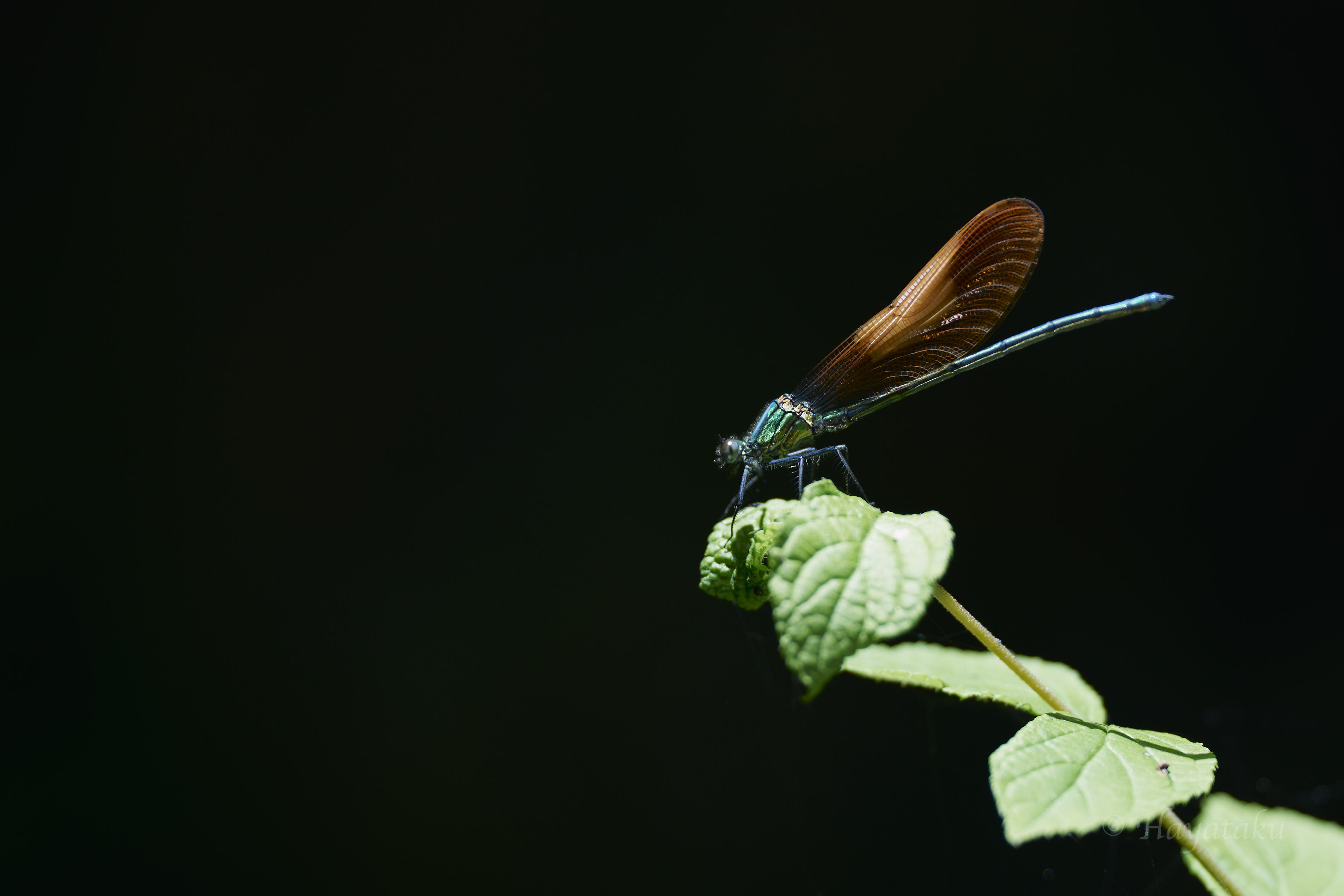 アサヒナカワトンボ