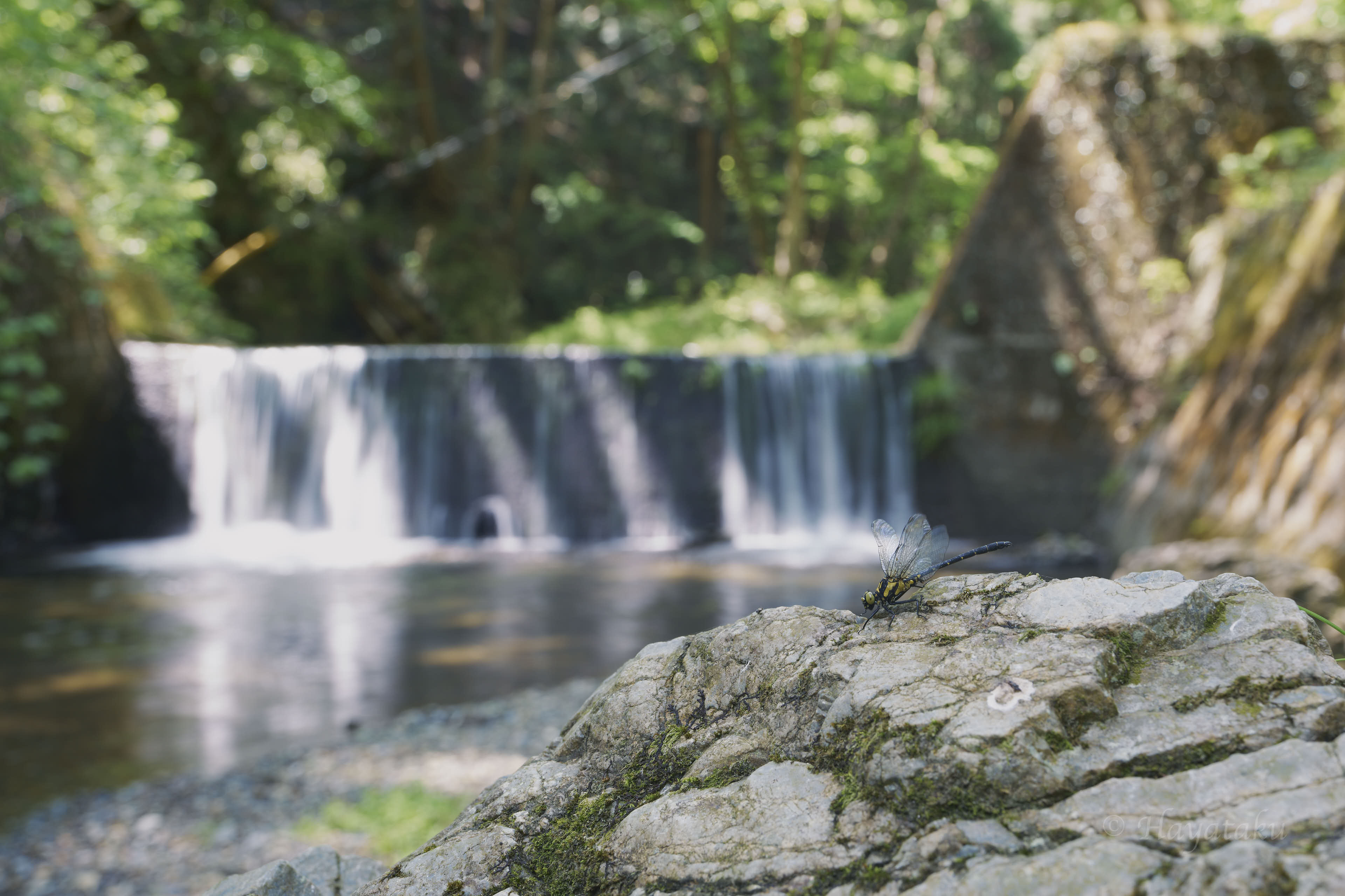 ヒメクロサナエ