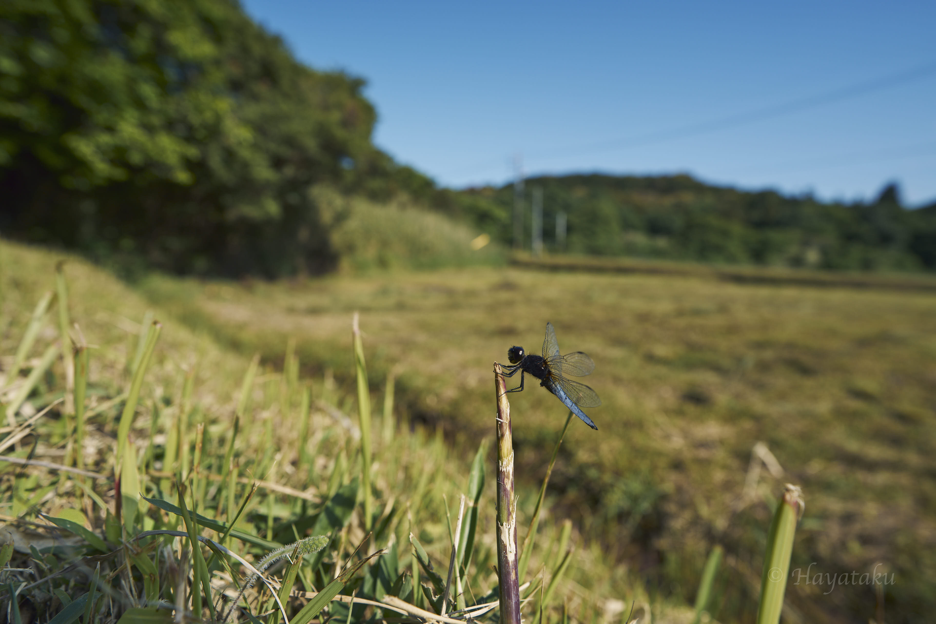 ハラビロトンボ