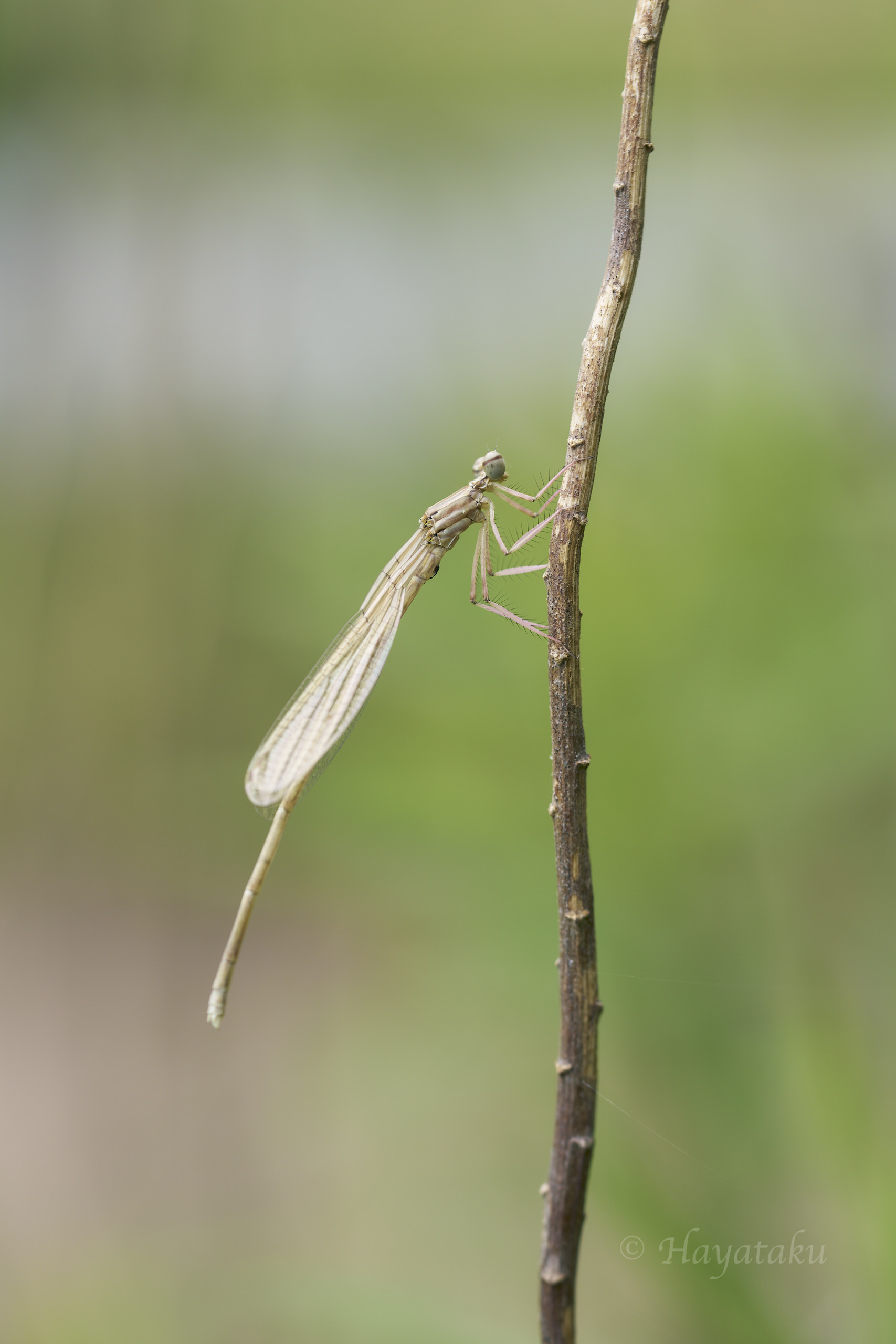 モノサシトンボ