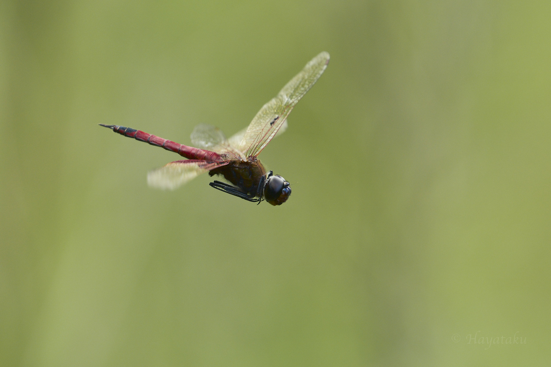 ヒメハネビロトンボ