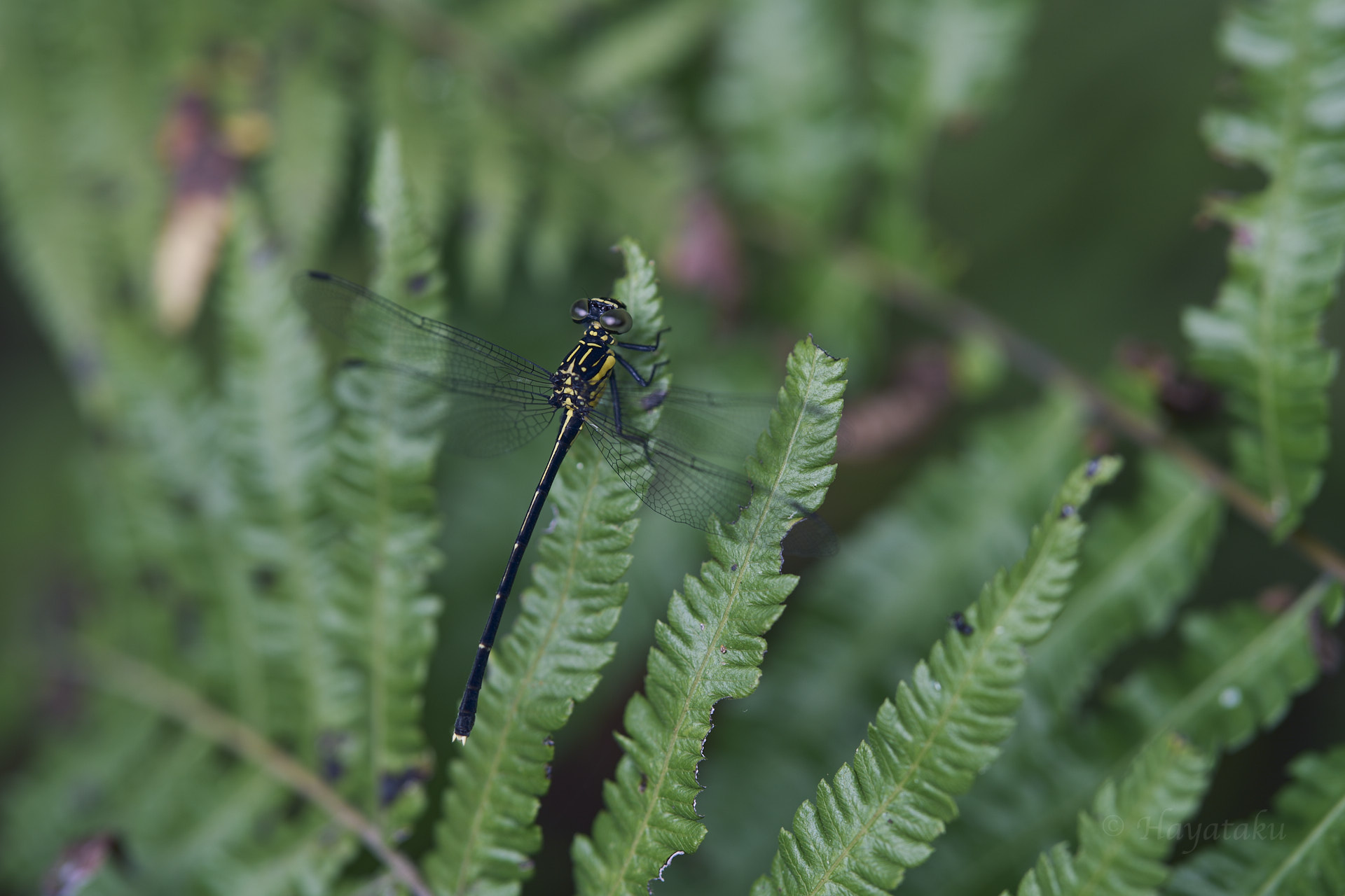 ヒメホソサナエ