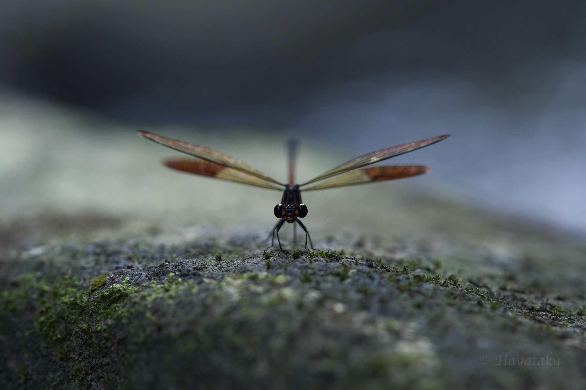 コナカハグロトンボ