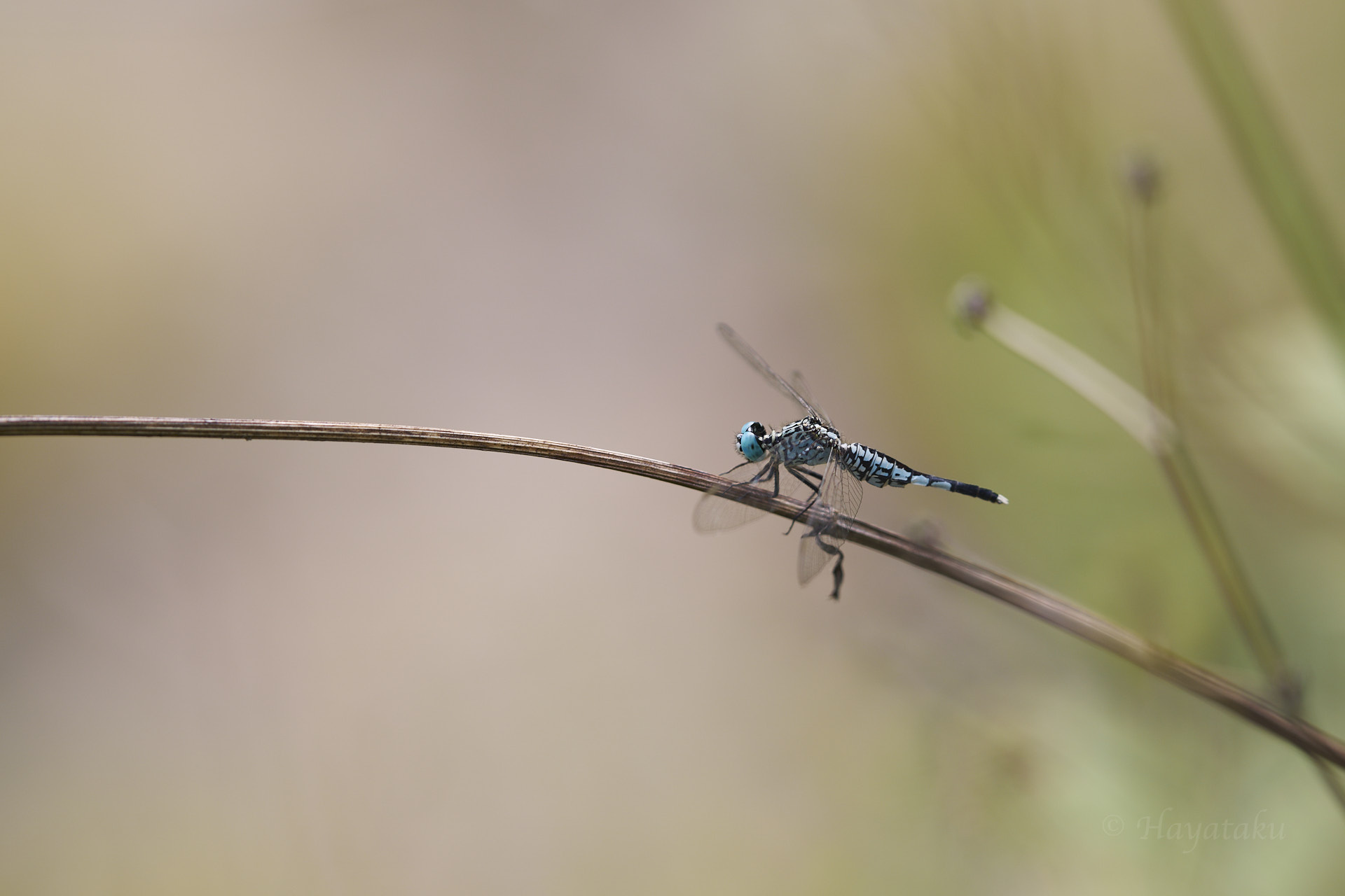 コシブトトンボ