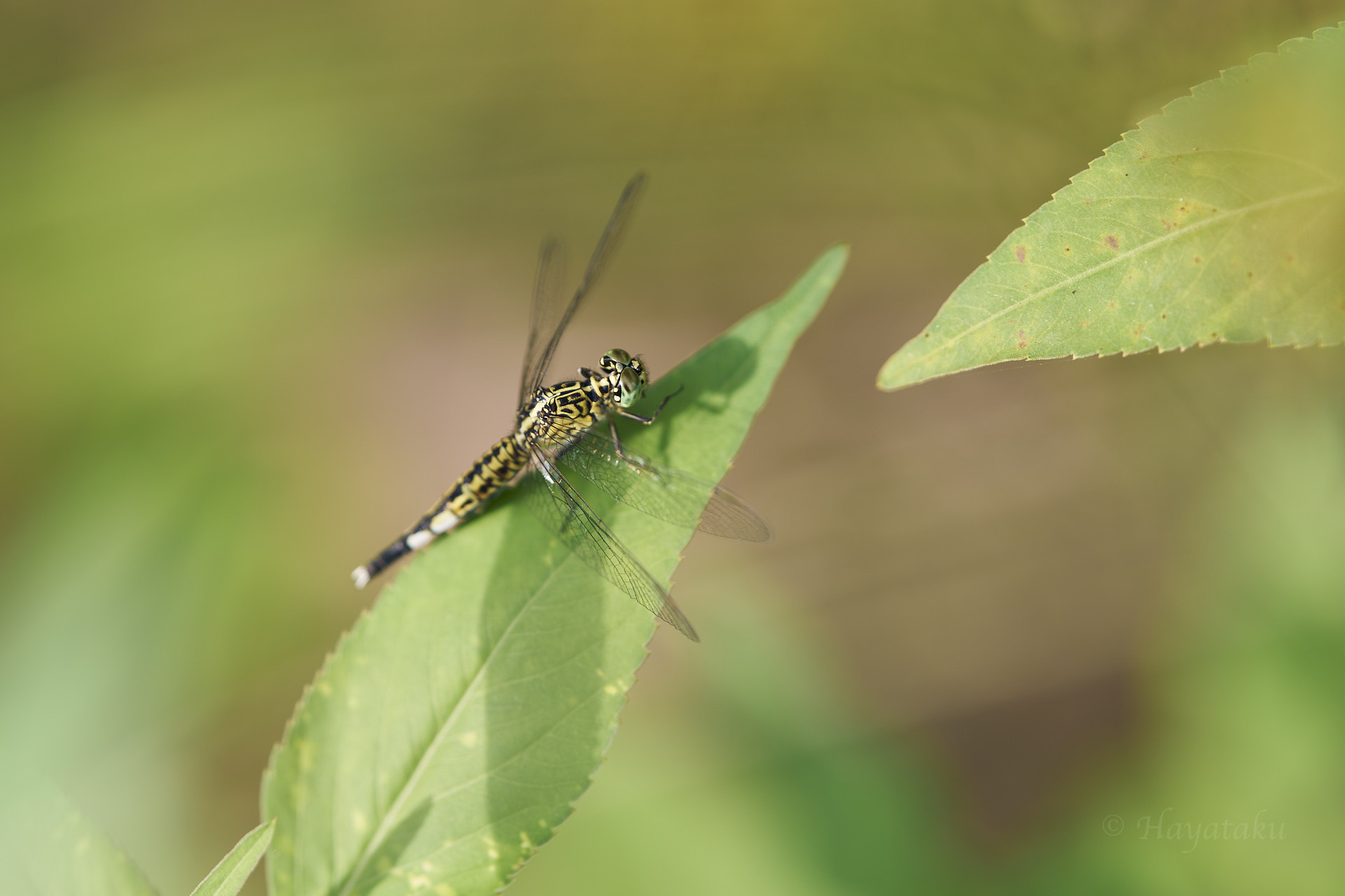 コシブトトンボ