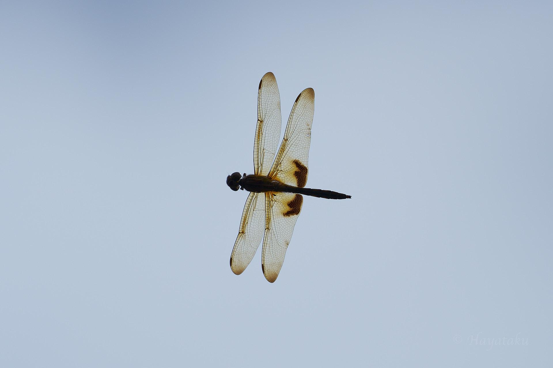 オオキイロトンボ