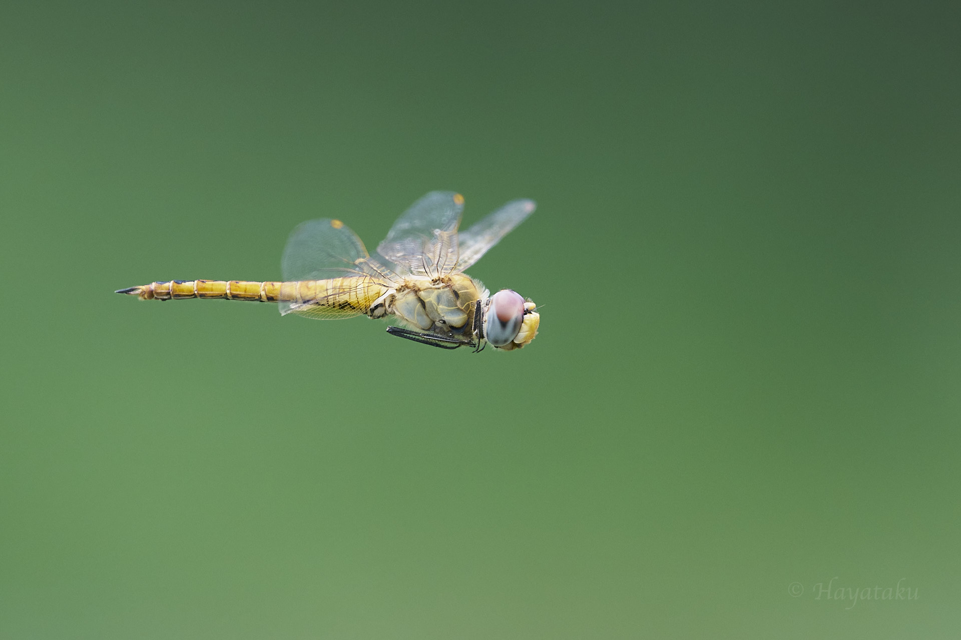 ウスバキトンボ