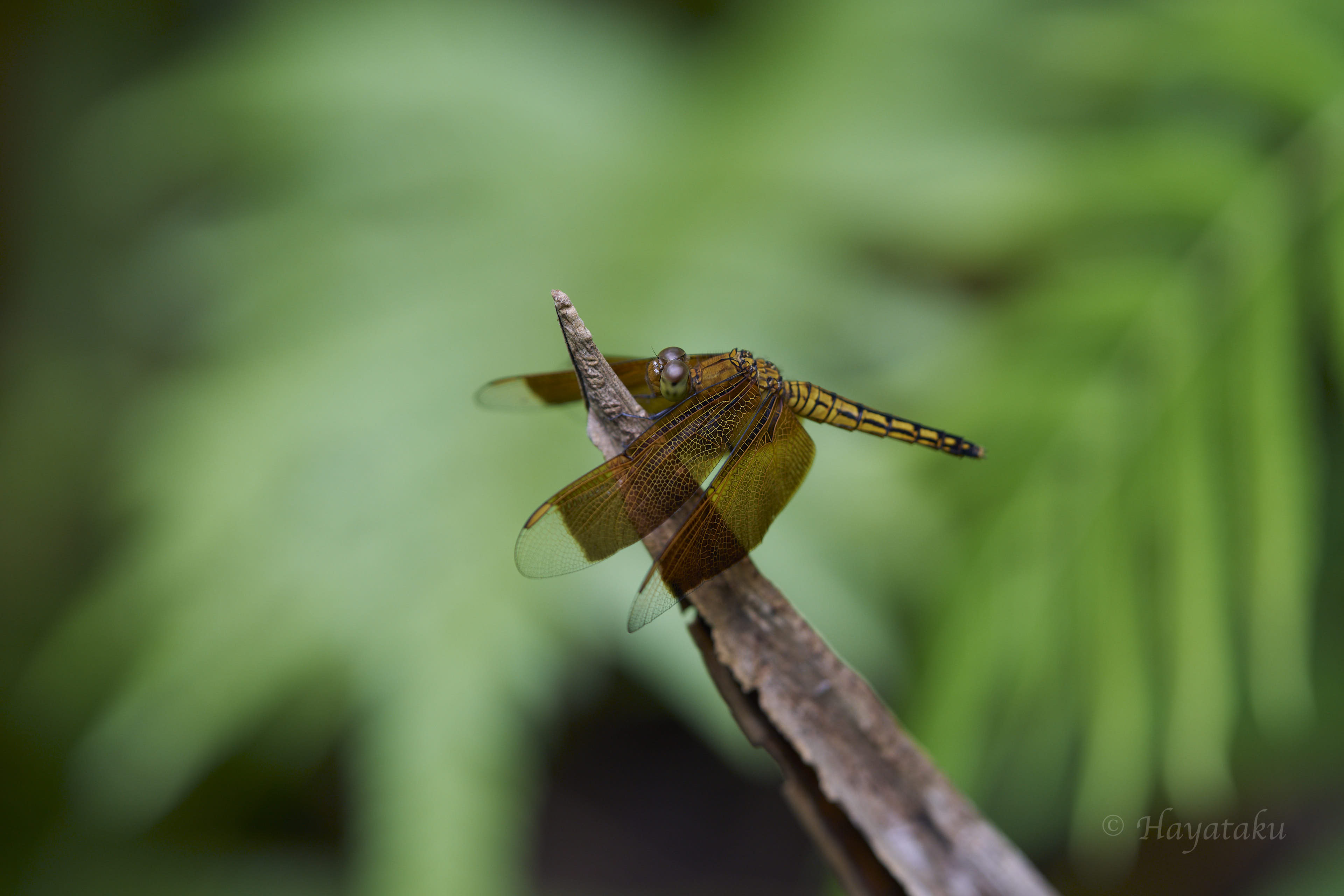 アカスジベッコウトンボ
