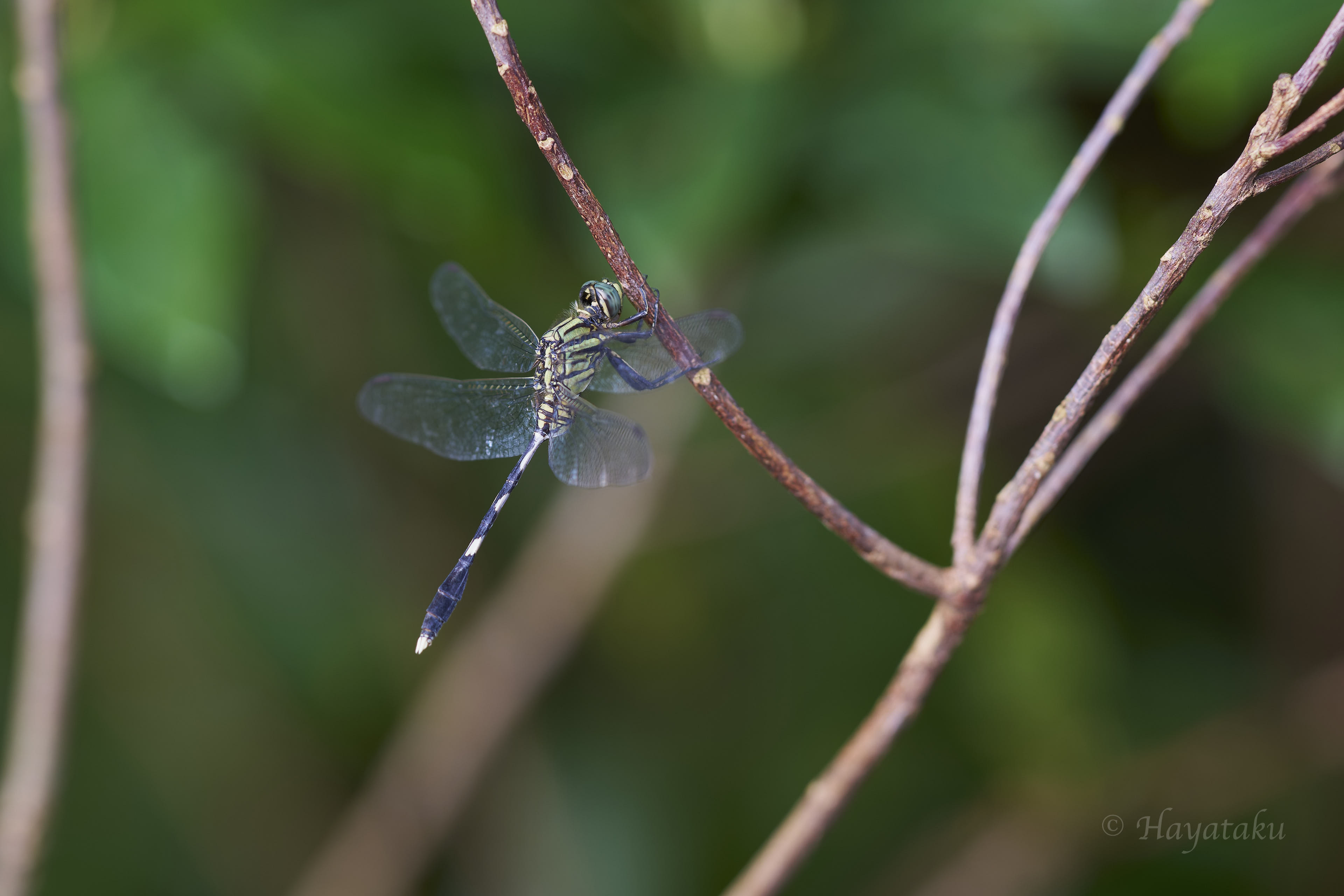 ハラボソトンボ