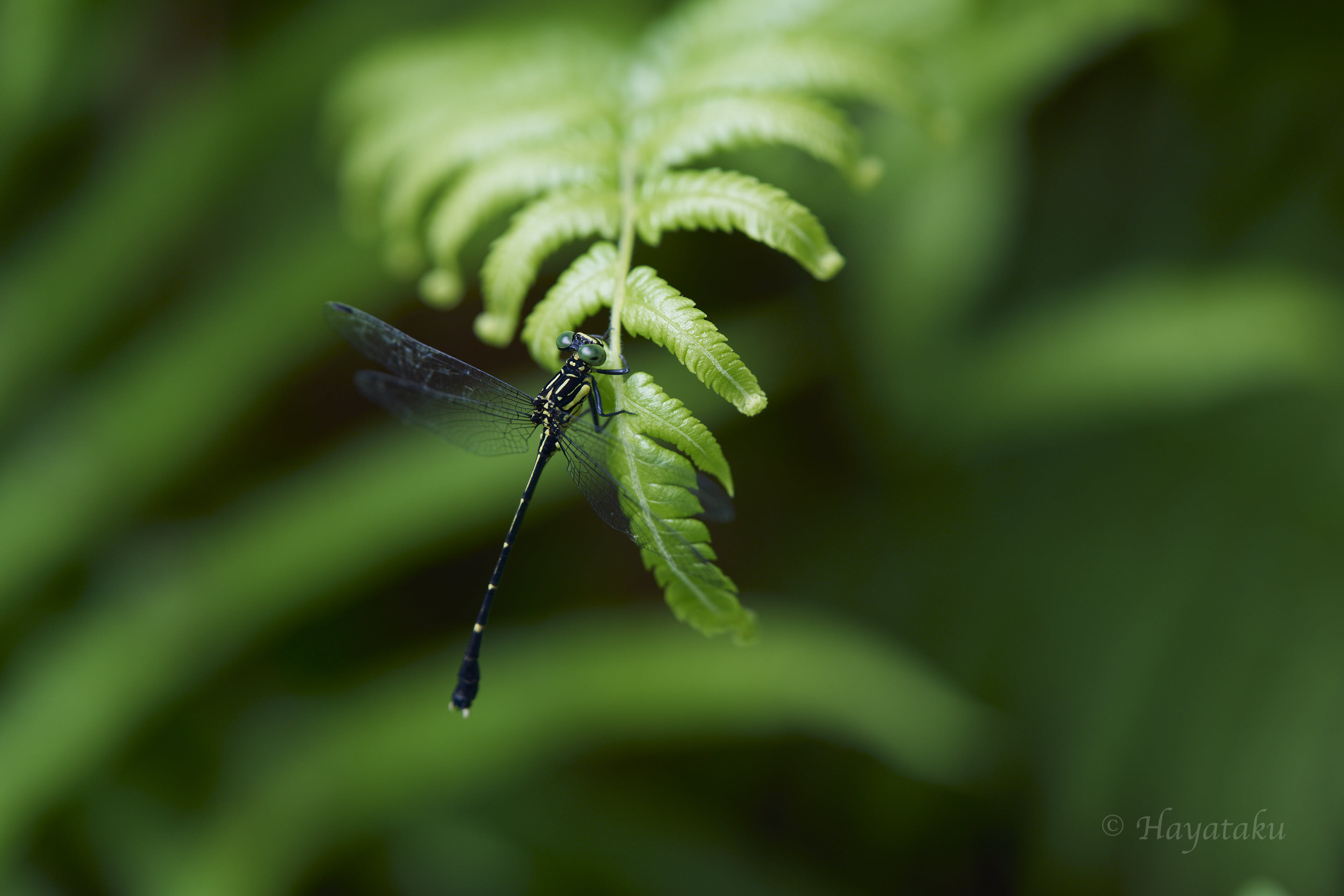 ヒメホソサナエ