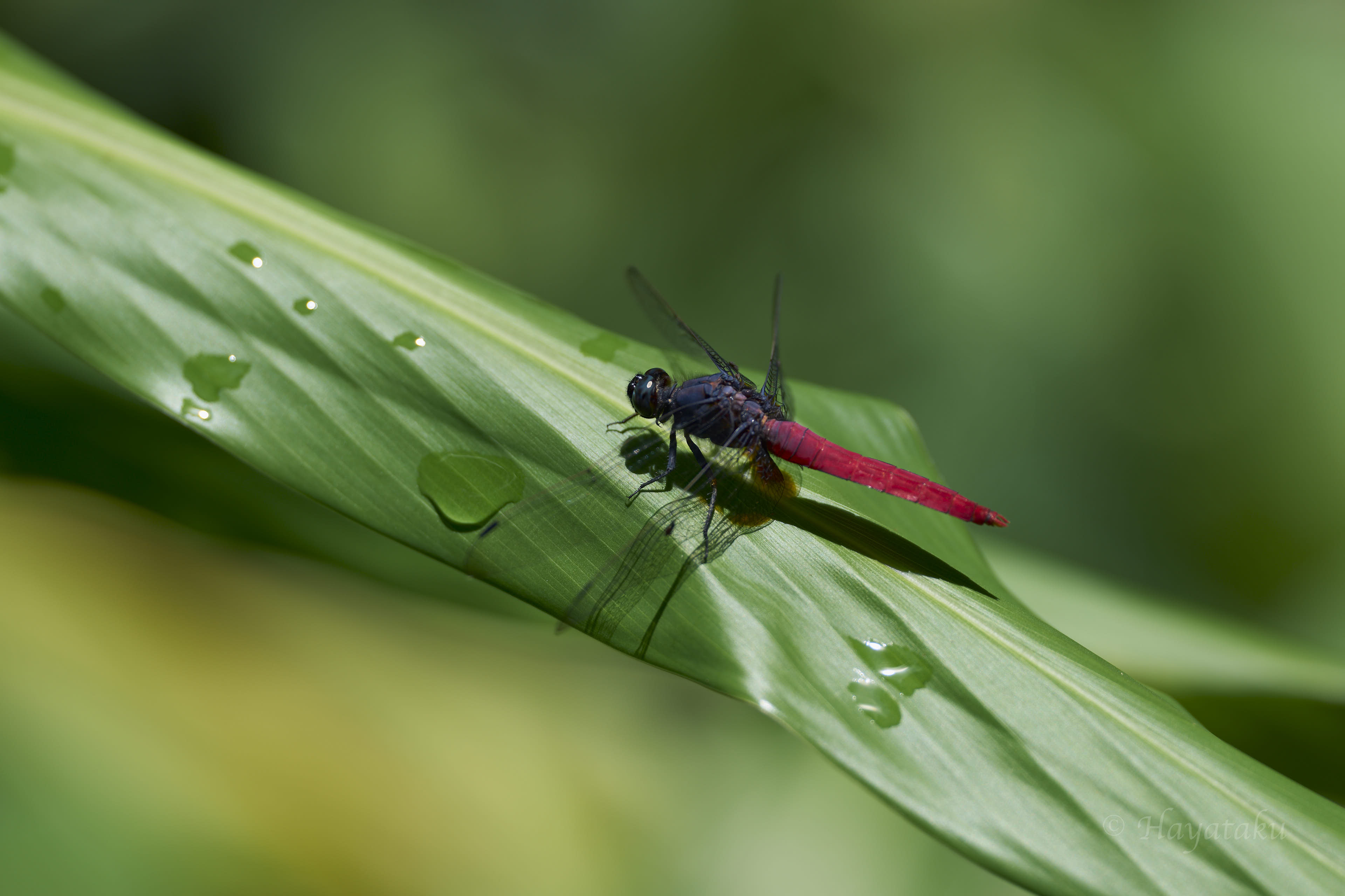 コフキショウジョウトンボ