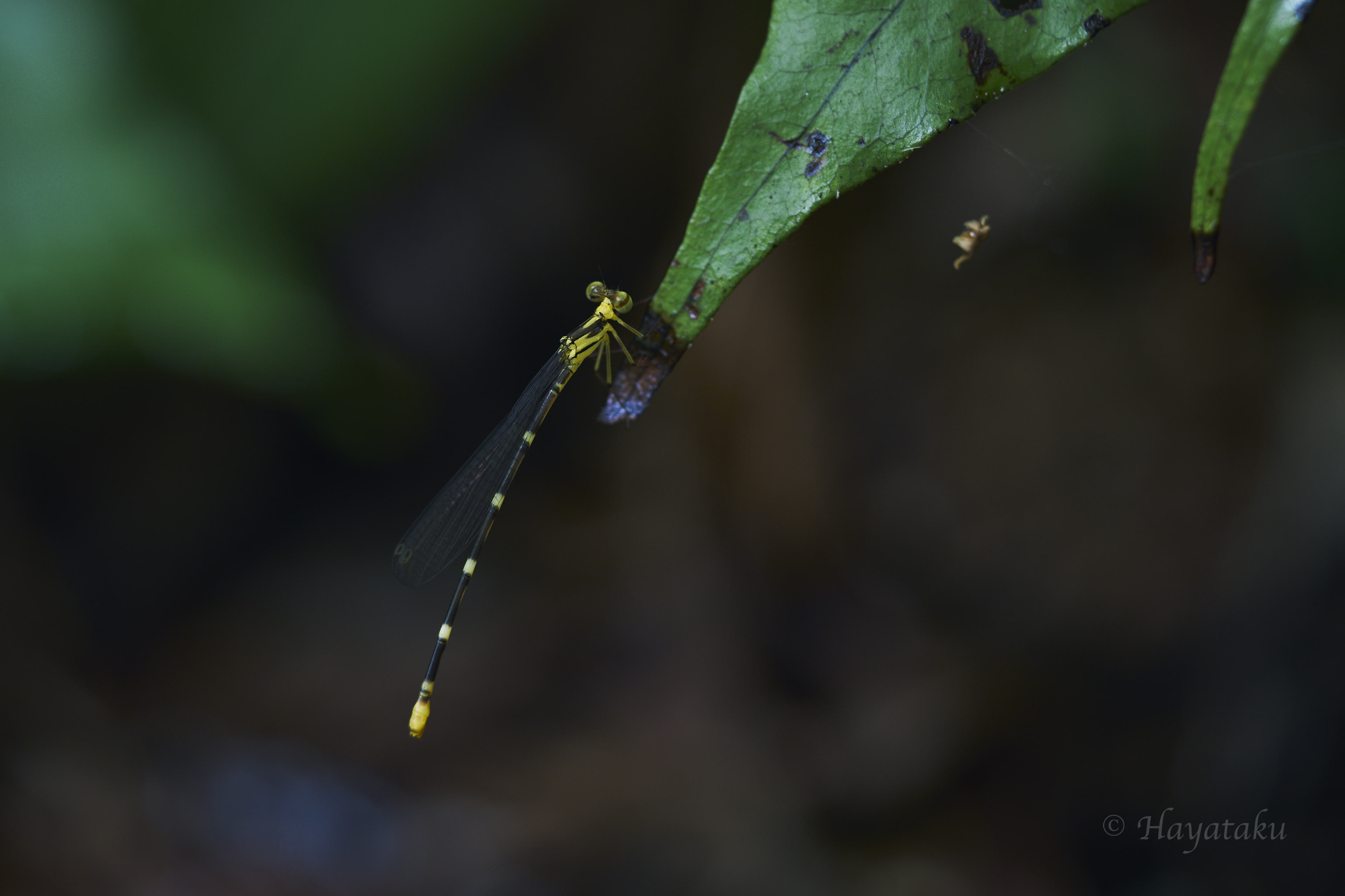 マサキルリモントンボ