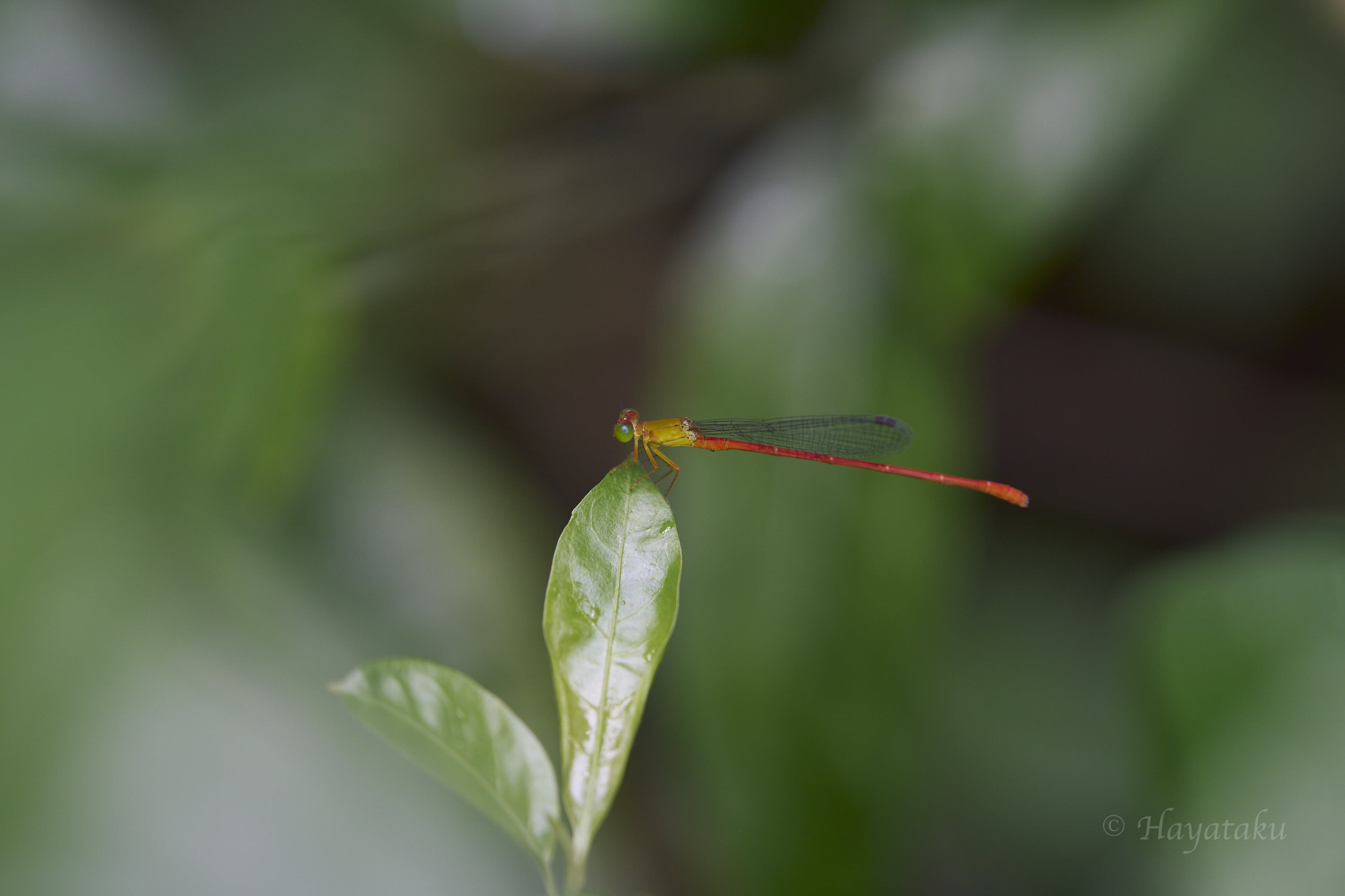 リュウキュウベニイトトンボ