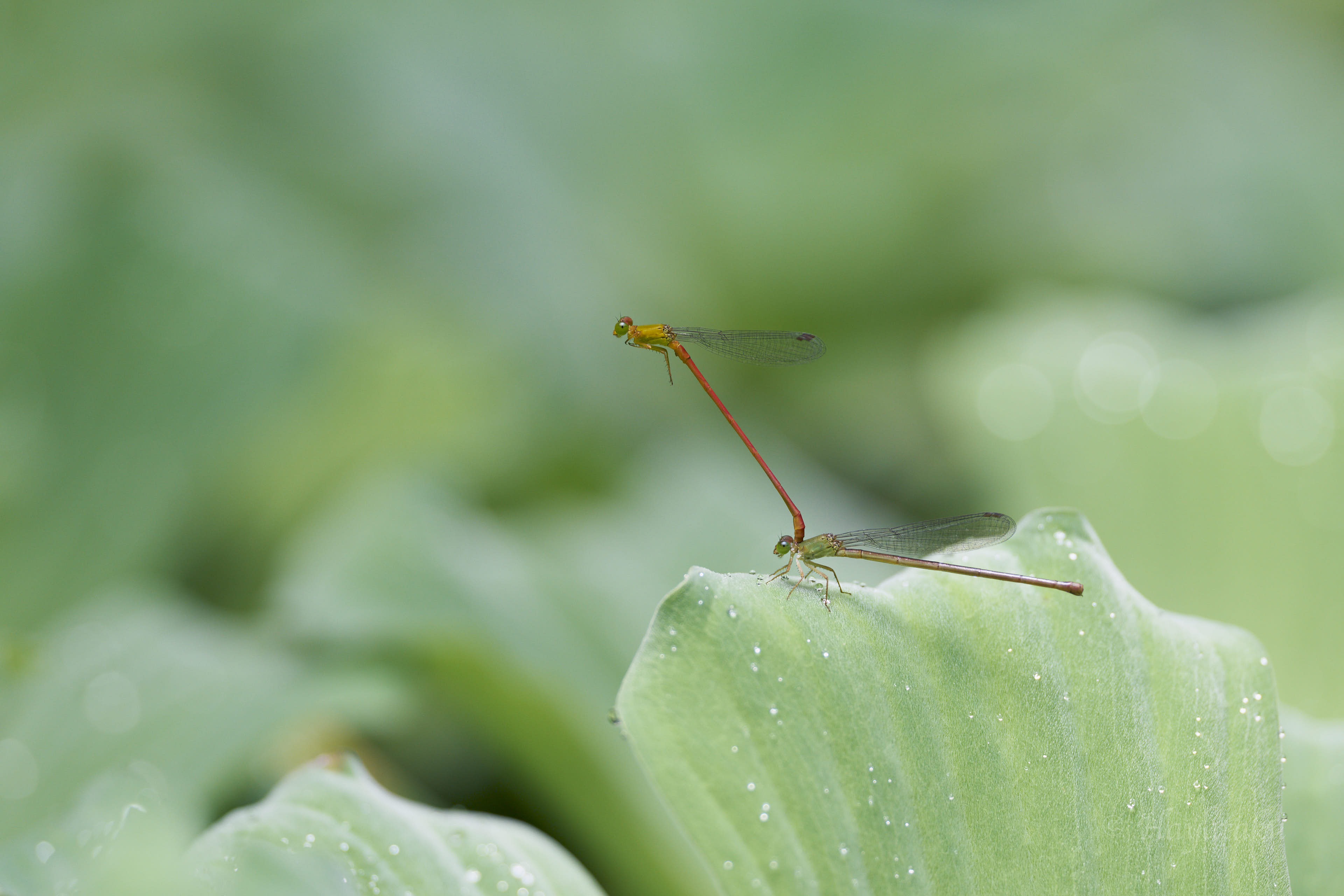 リュウキュウベニイトトンボ